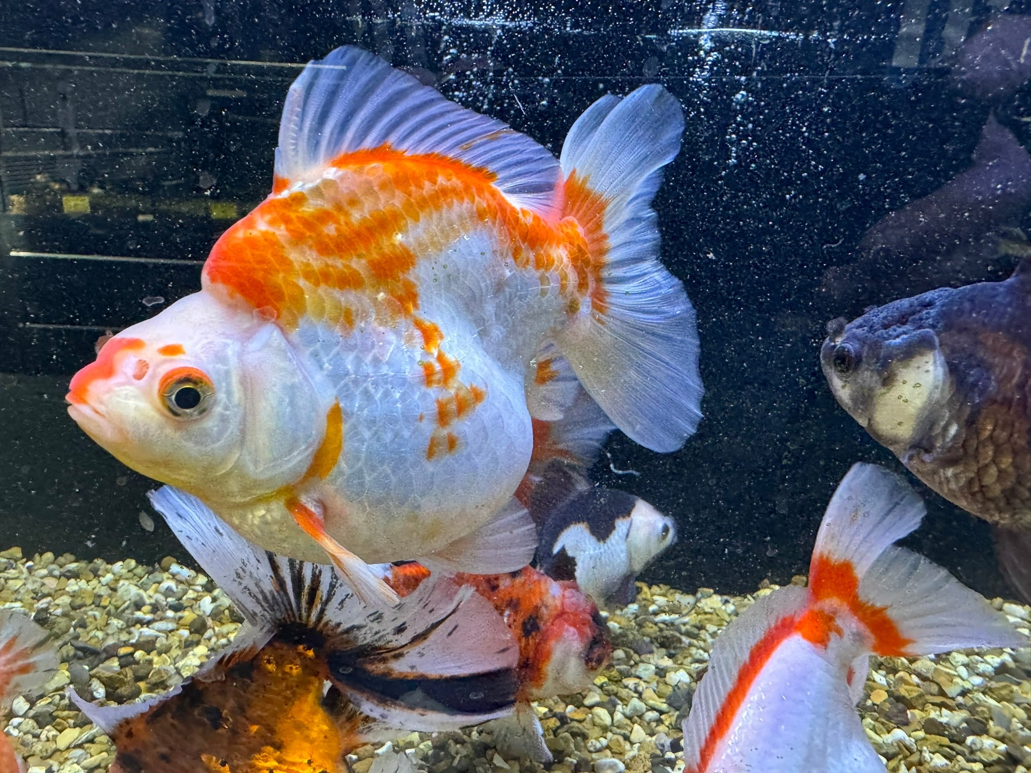 Short Tail Ryukin 11 - 13cm - Newlyn - pets - Newlyn - pets - 