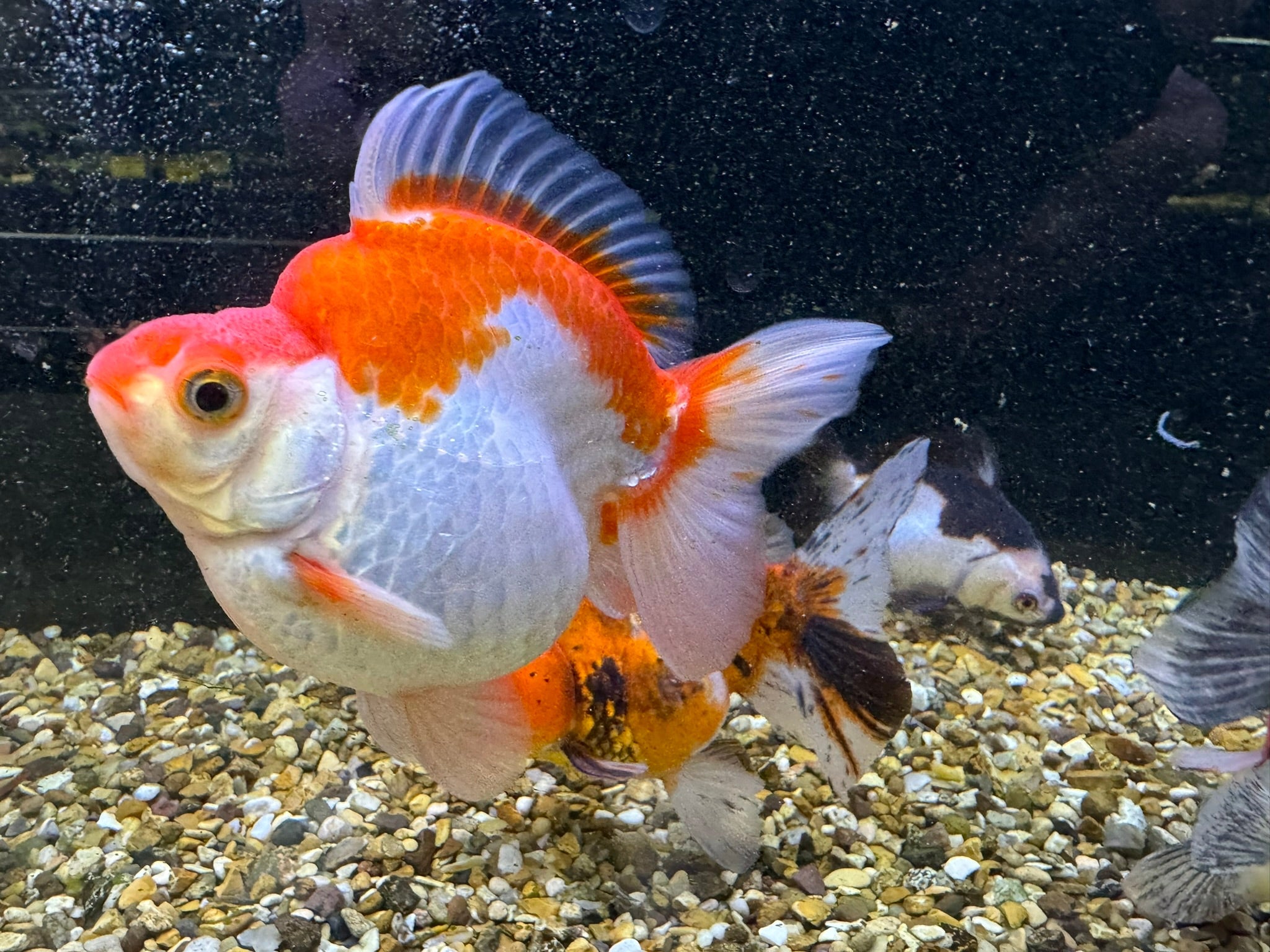 Short Tail Ryukin 11 - 13cm - Newlyn - pets - Newlyn - pets - 