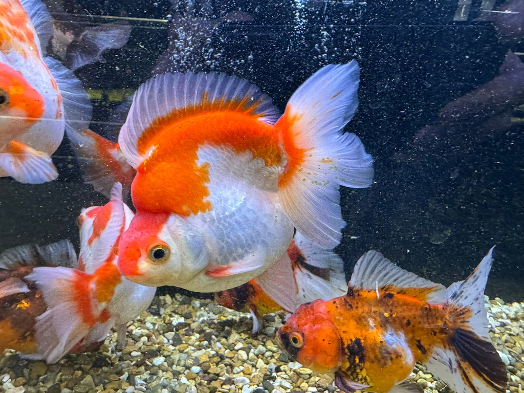 Short Tail Ryukin 11 - 13cm - Newlyn - pets - Newlyn - pets - 