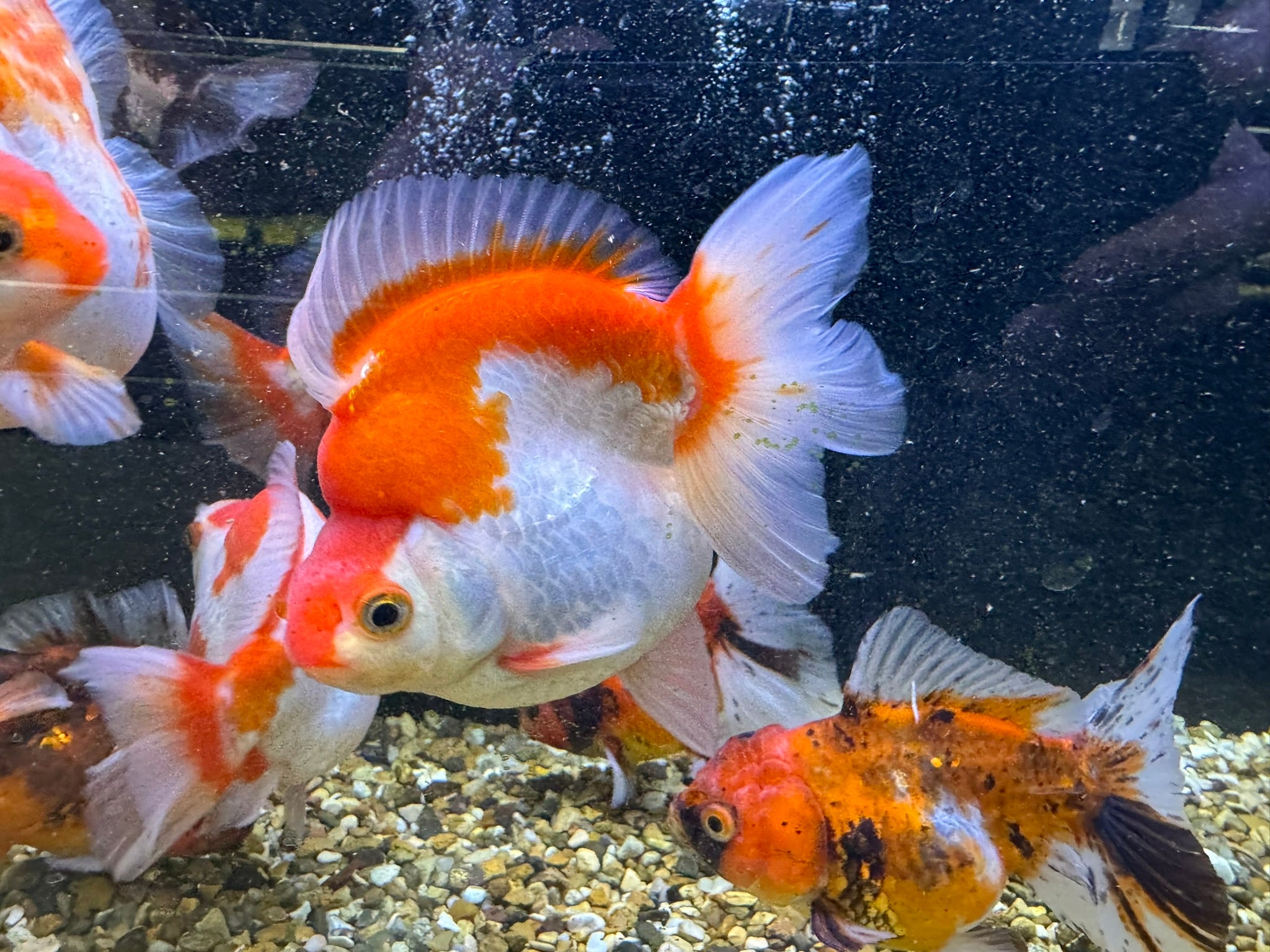 Short Tail Ryukin 11 - 13cm - Newlyn - pets - Newlyn - pets - 