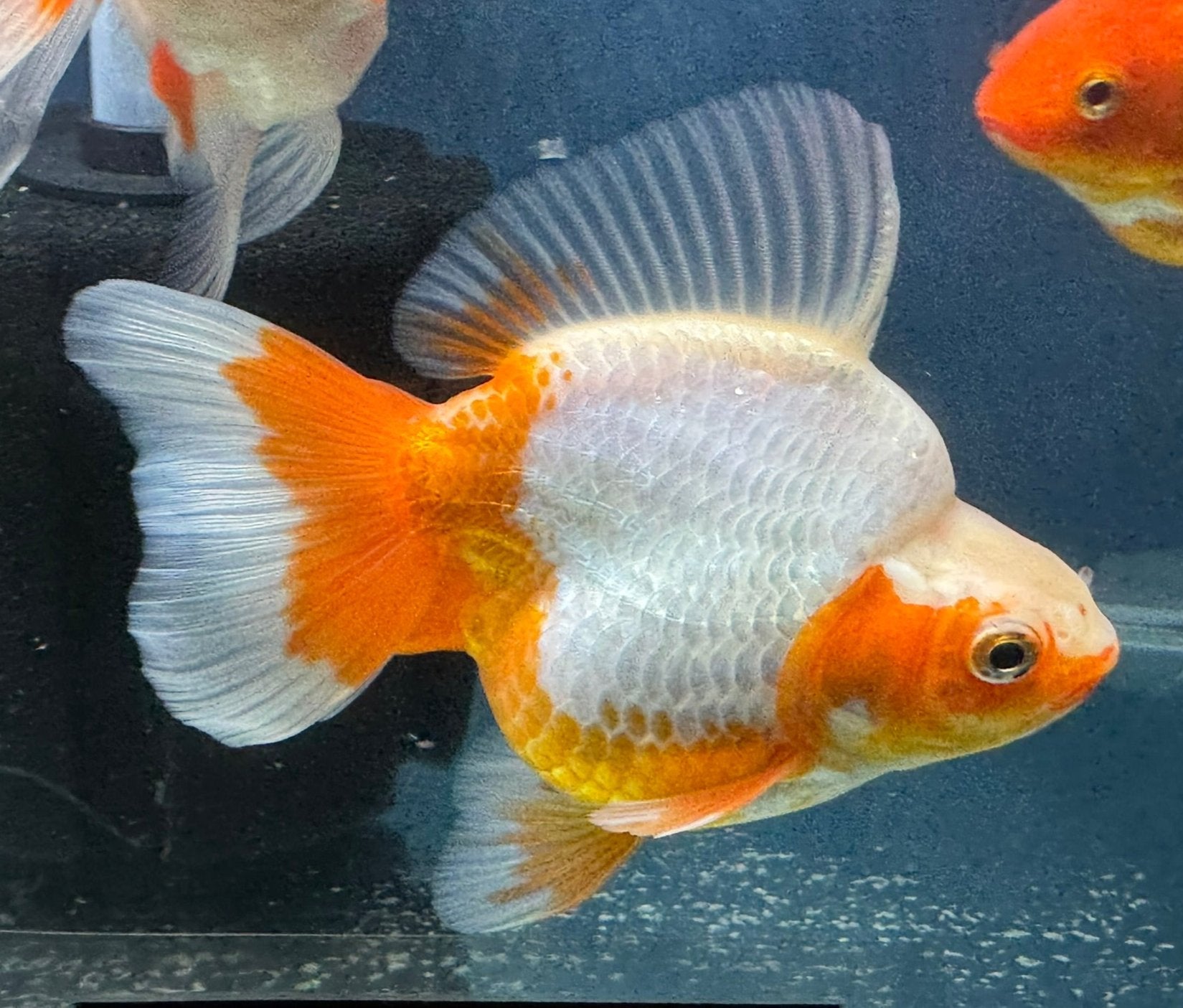Short Tail Ryukin 12 - 13cm Chinese Fancy Goldfish (fish in photo) - Newlyn - pets - Newlyn - pets - 