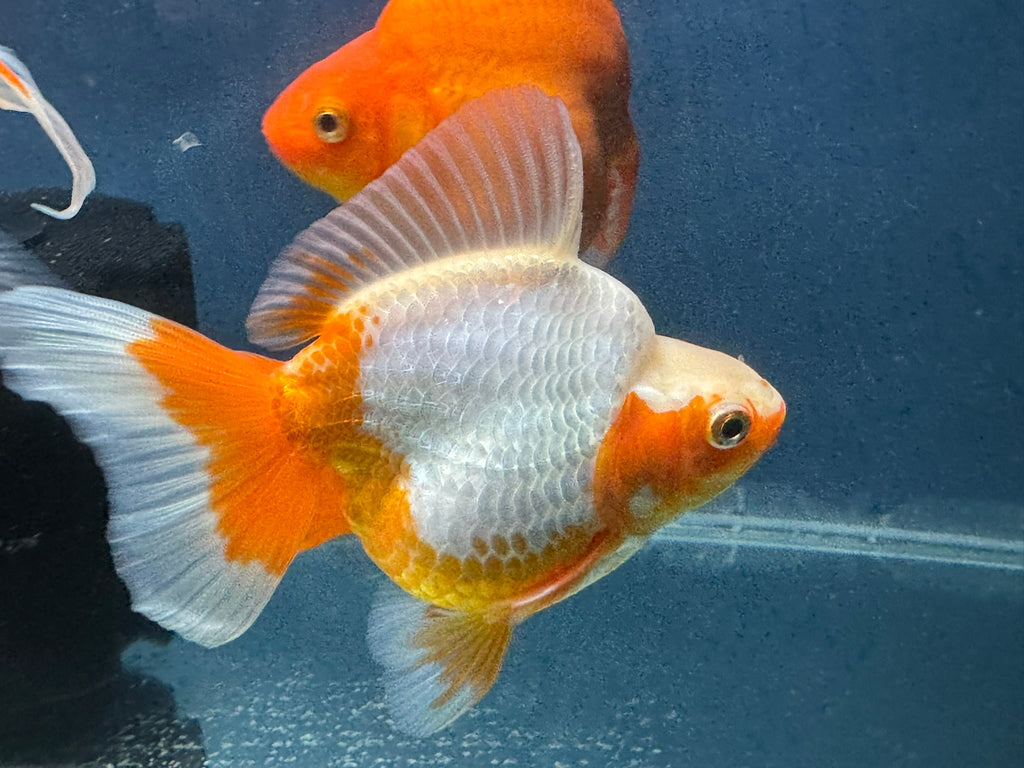 Short Tail Ryukin 12 - 13cm Chinese Fancy Goldfish (fish in photo) - Newlyn - pets - Newlyn - pets - 