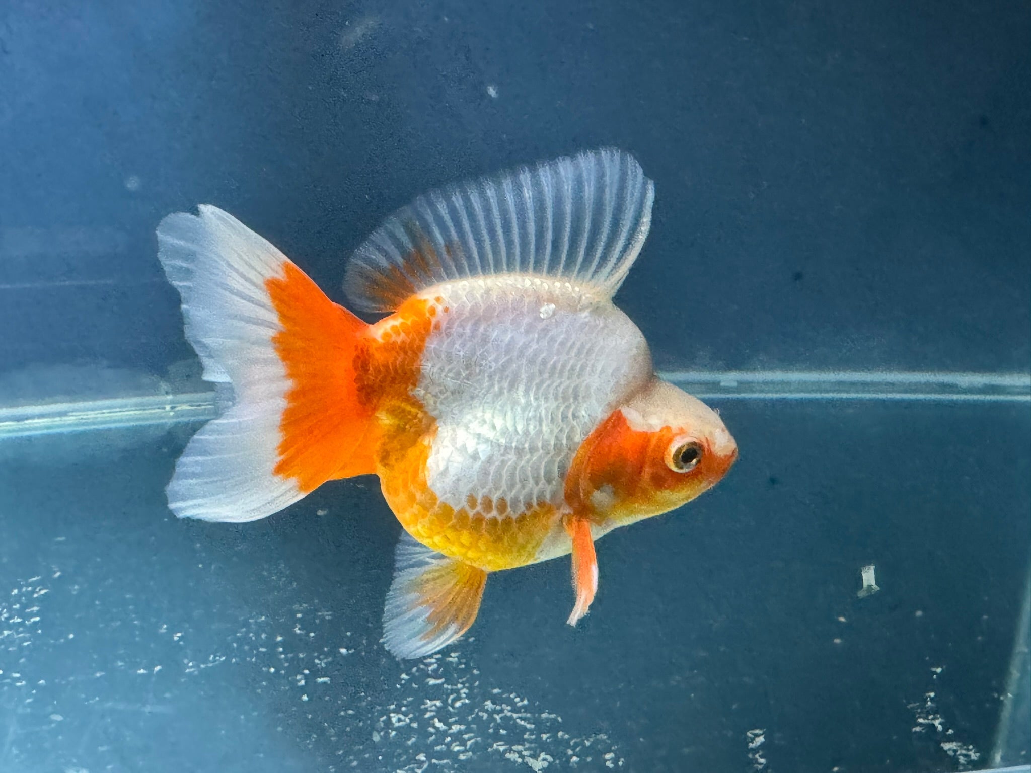 Short Tail Ryukin 12 - 13cm Chinese Fancy Goldfish (fish in photo) - Newlyn - pets - Newlyn - pets - 