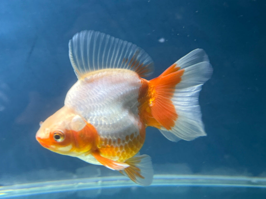 Short Tail Ryukin 12 - 13cm Chinese Fancy Goldfish (fish in photo) - Newlyn - pets - Newlyn - pets - 