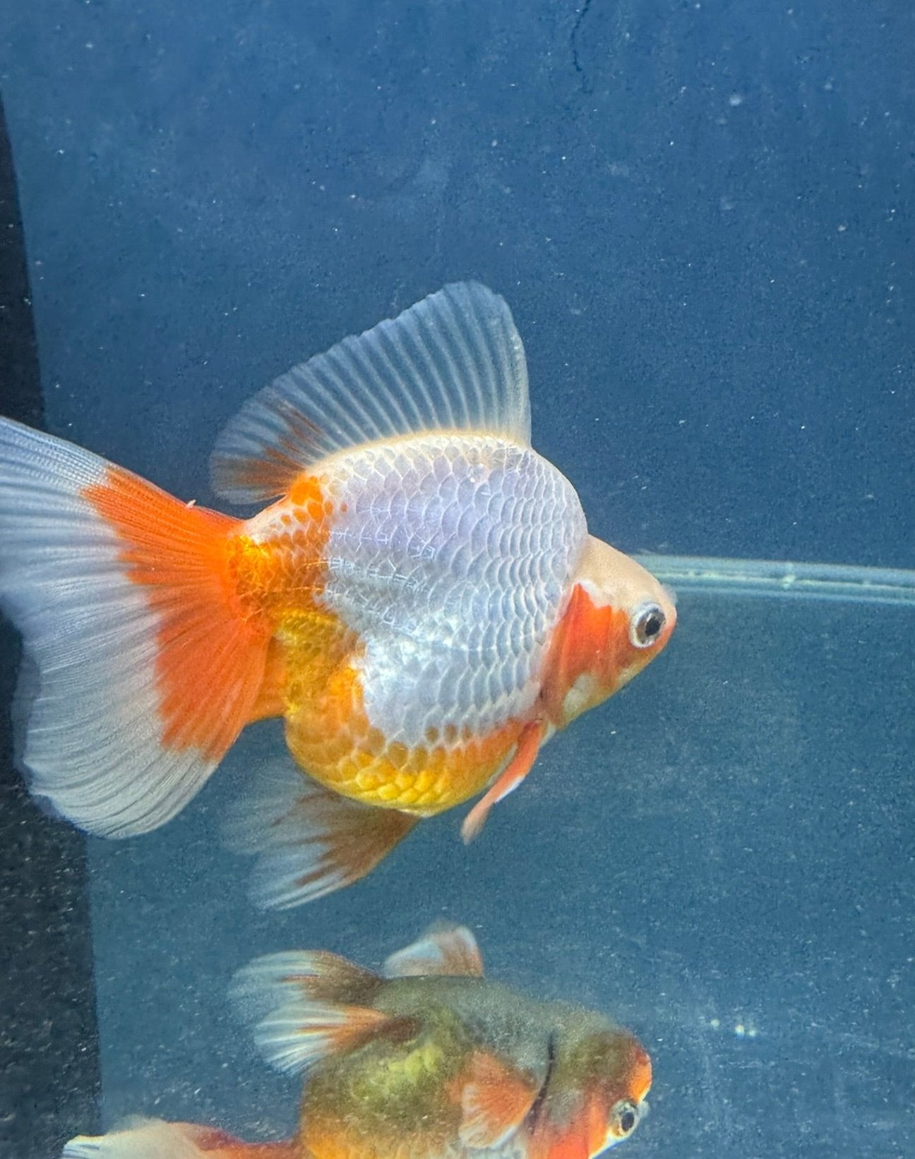 Short Tail Ryukin 12 - 13cm Chinese Fancy Goldfish (fish in photo) - Newlyn - pets - Newlyn - pets - 