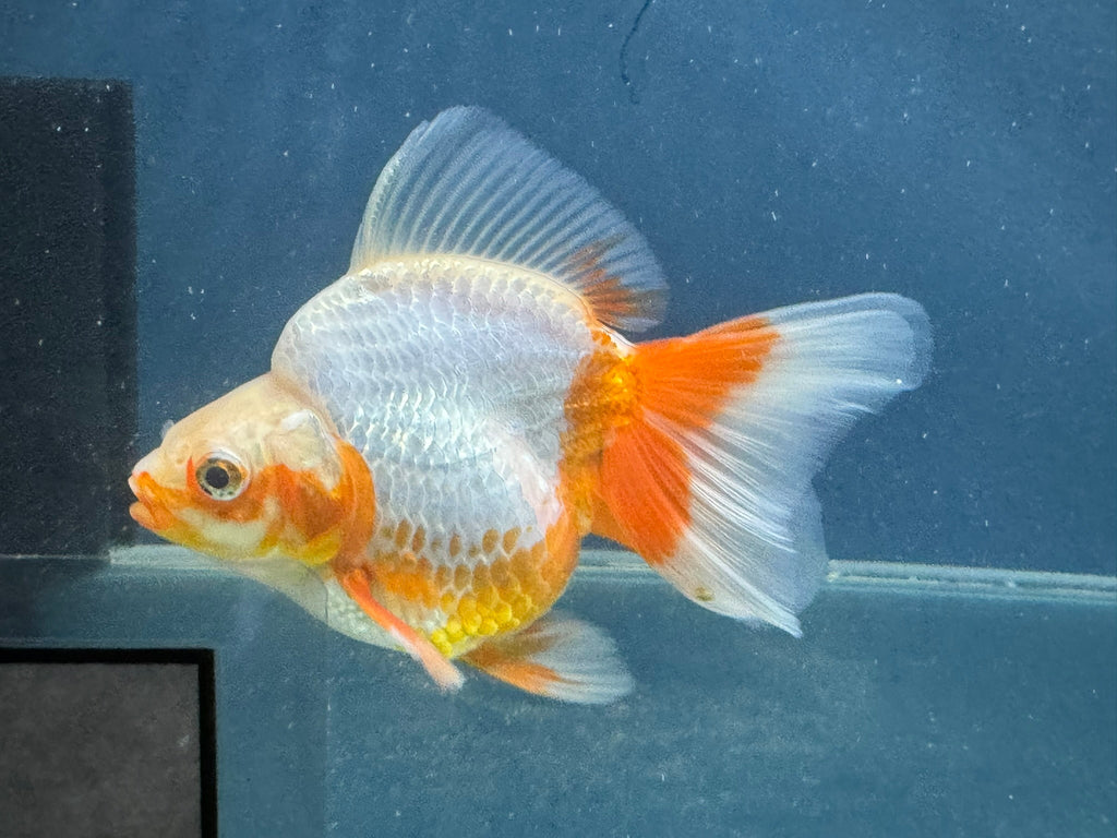 Short Tail Ryukin 12 - 13cm Chinese Fancy Goldfish (fish in photo) - Newlyn - pets - Newlyn - pets - 