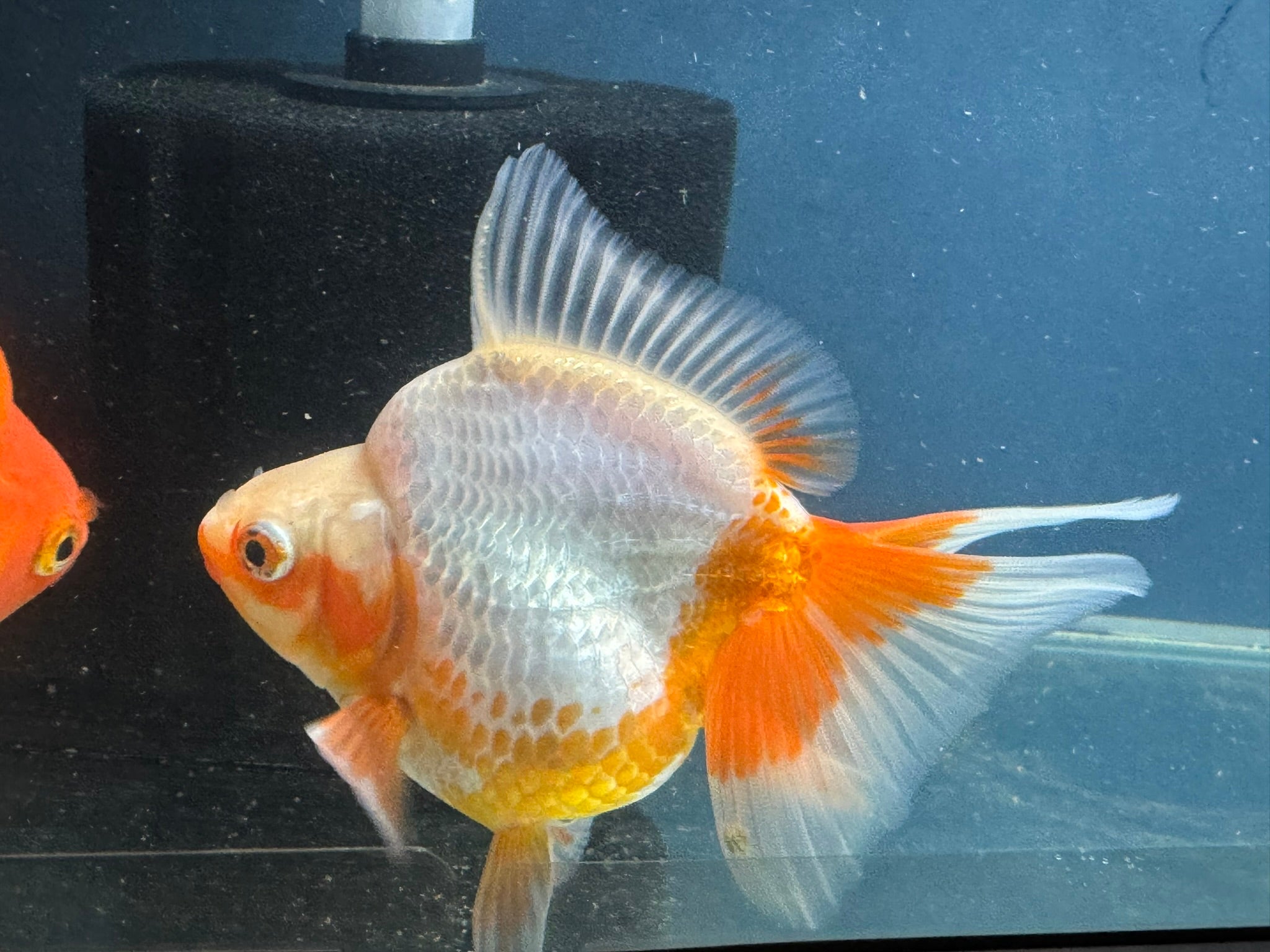Short Tail Ryukin 12 - 13cm Chinese Fancy Goldfish (fish in photo) - Newlyn - pets - Newlyn - pets - 