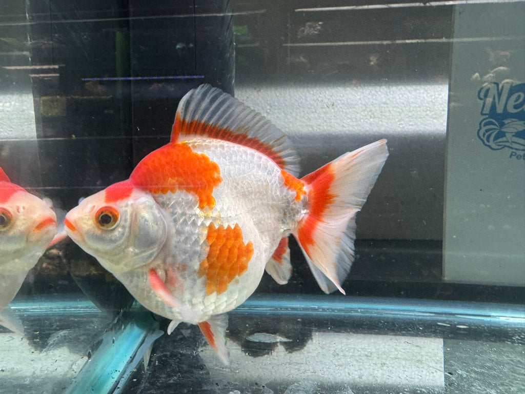 Short Tail Ryukin 13 - 14cm 1 - Newlyn - pets - Newlyn - pets - 