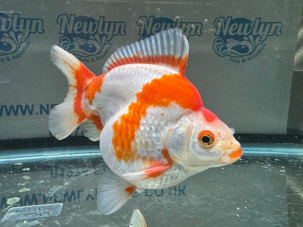 Short Tail Ryukin 13 - 14cm 1 - Newlyn - pets - Newlyn - pets - 