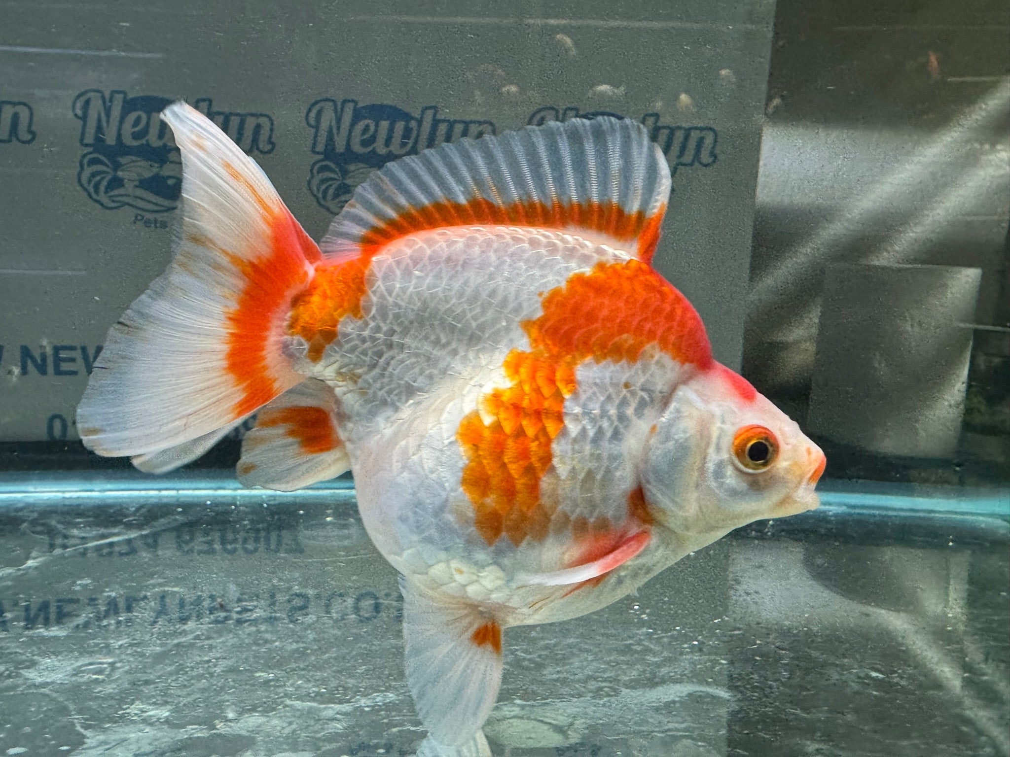 Short Tail Ryukin 13 - 14cm 1 - Newlyn - pets - Newlyn - pets - 