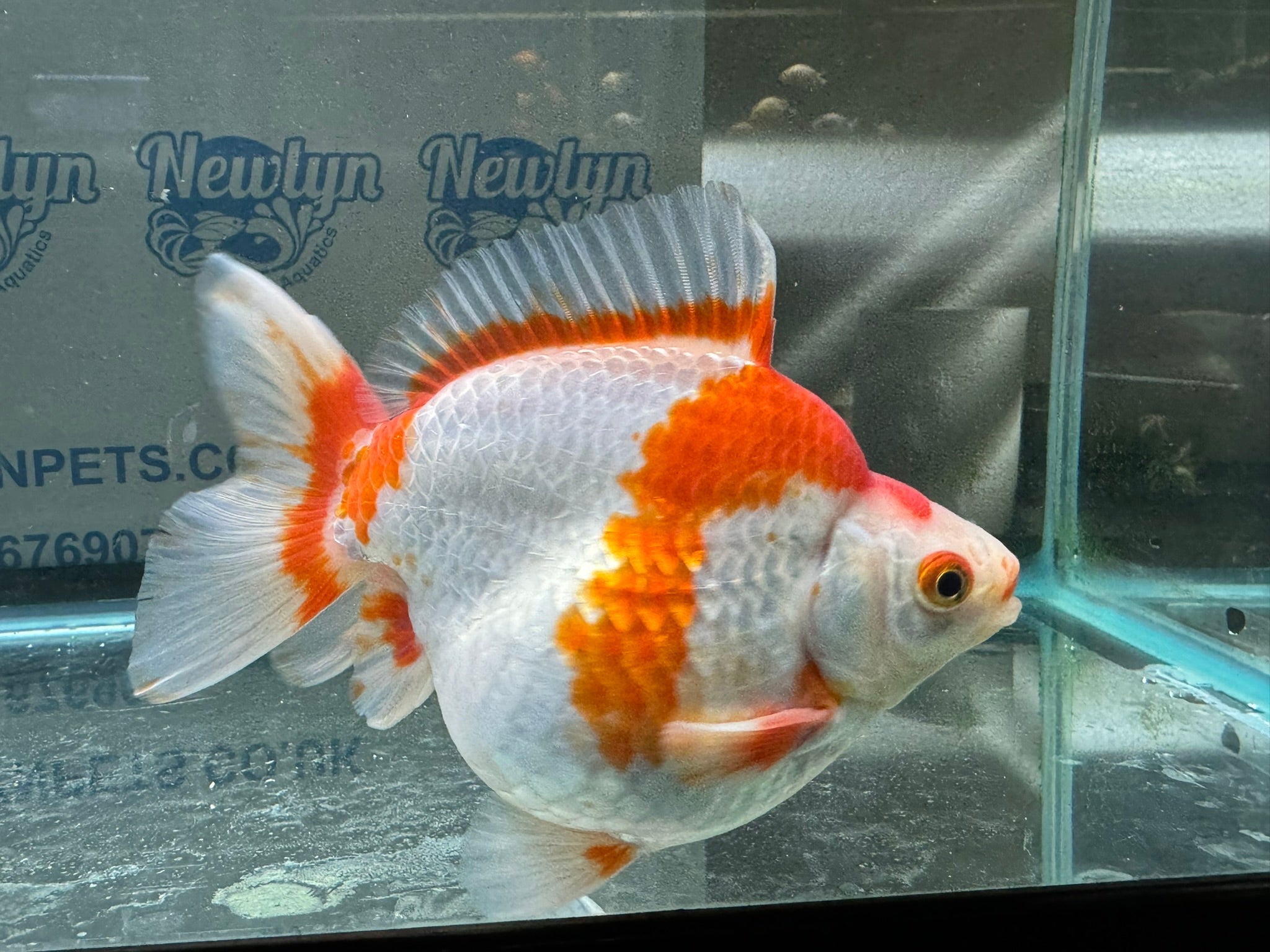 Short Tail Ryukin 13 - 14cm 1 - Newlyn - pets - Newlyn - pets - 