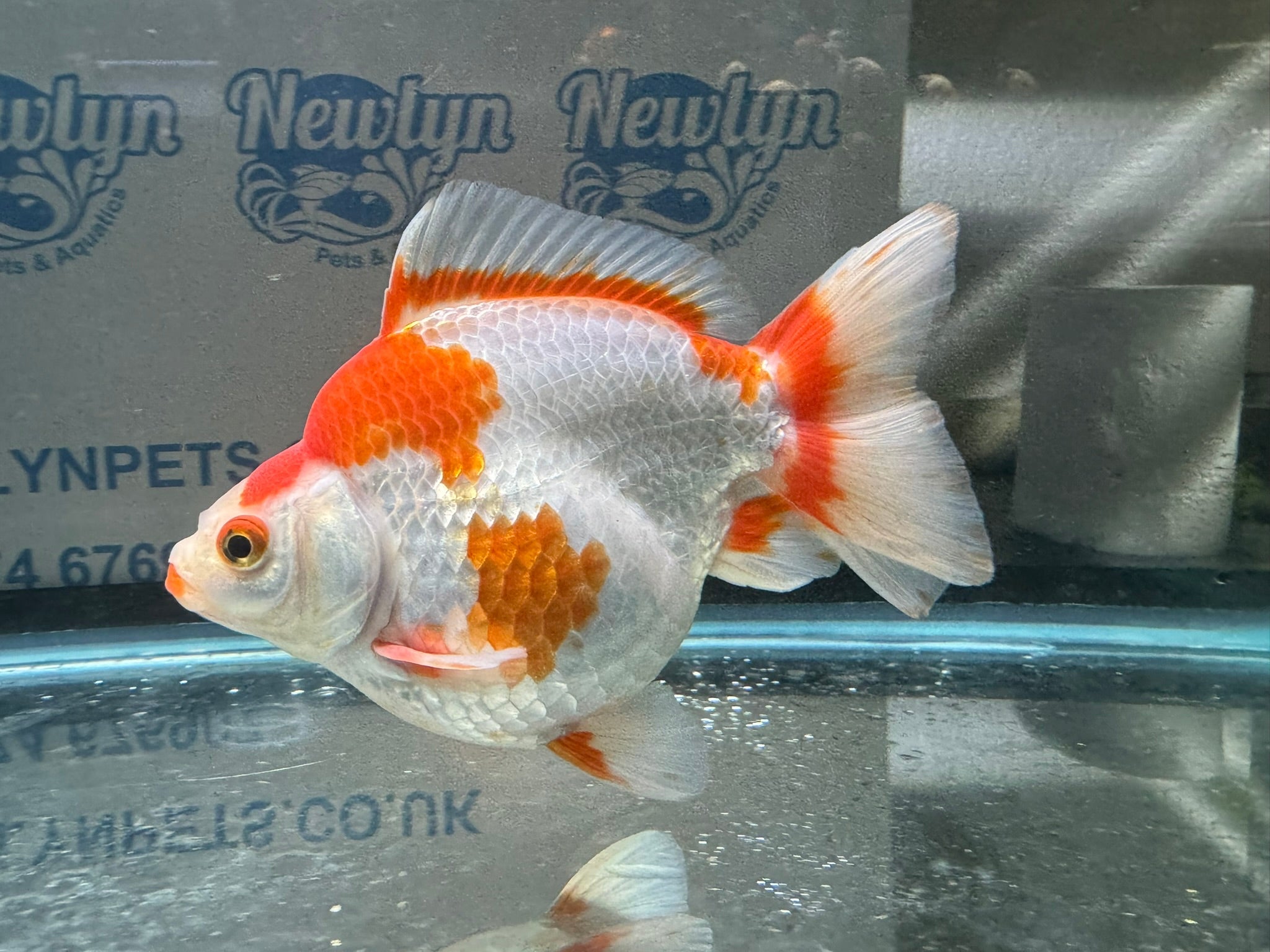 Short Tail Ryukin 13 - 14cm 1 - Newlyn - pets - Newlyn - pets - 