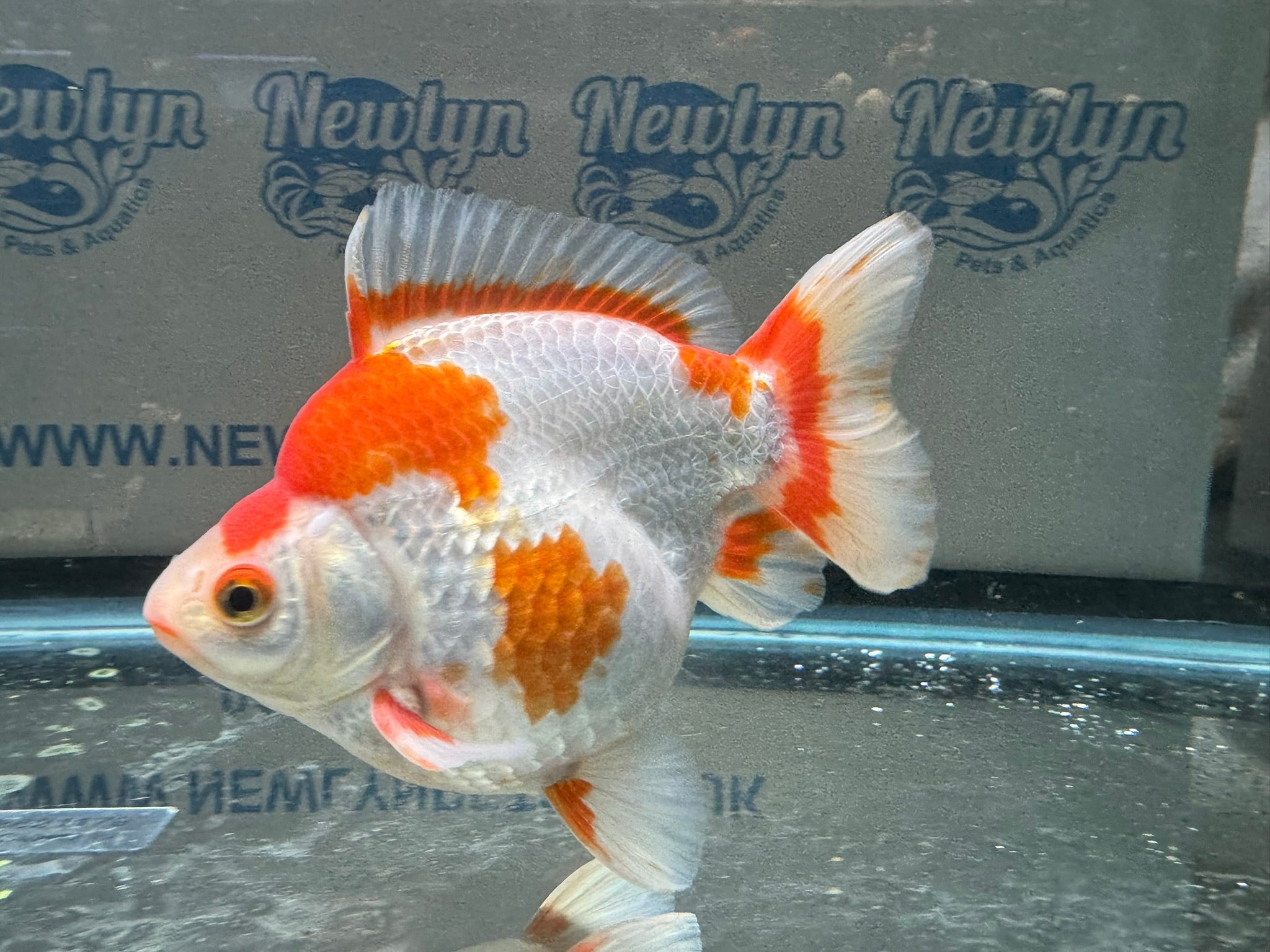 Short Tail Ryukin 13 - 14cm 1 - Newlyn - pets - Newlyn - pets - 