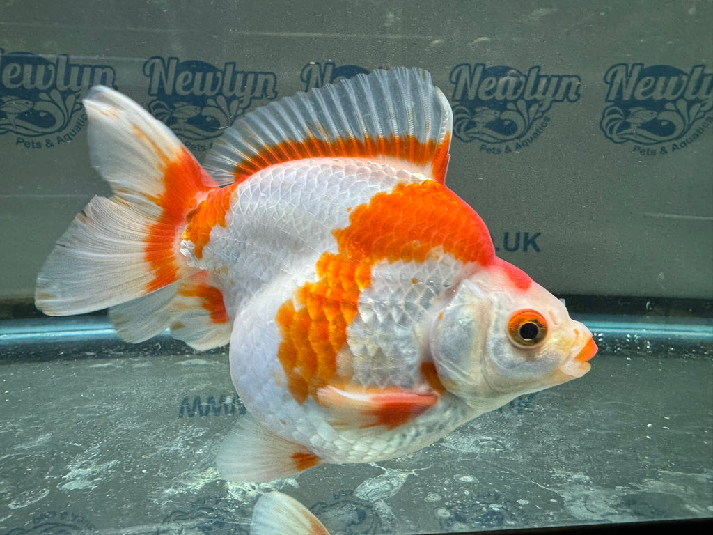 Short Tail Ryukin 13 - 14cm 1 - Newlyn - pets - Newlyn - pets - 