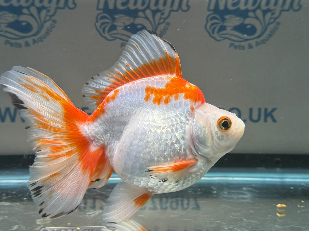 Short Tail Ryukin 13 - 14cm 3 (BF2) - Newlyn - pets - Newlyn - pets - 