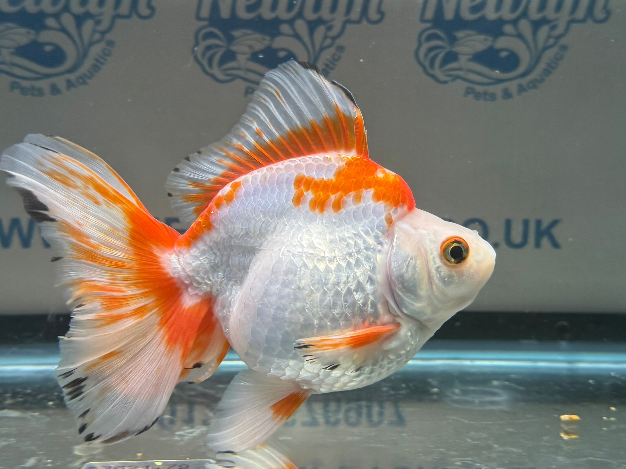 Short Tail Ryukin 13 - 14cm 3 (BF2) - Newlyn - pets - Newlyn - pets - 