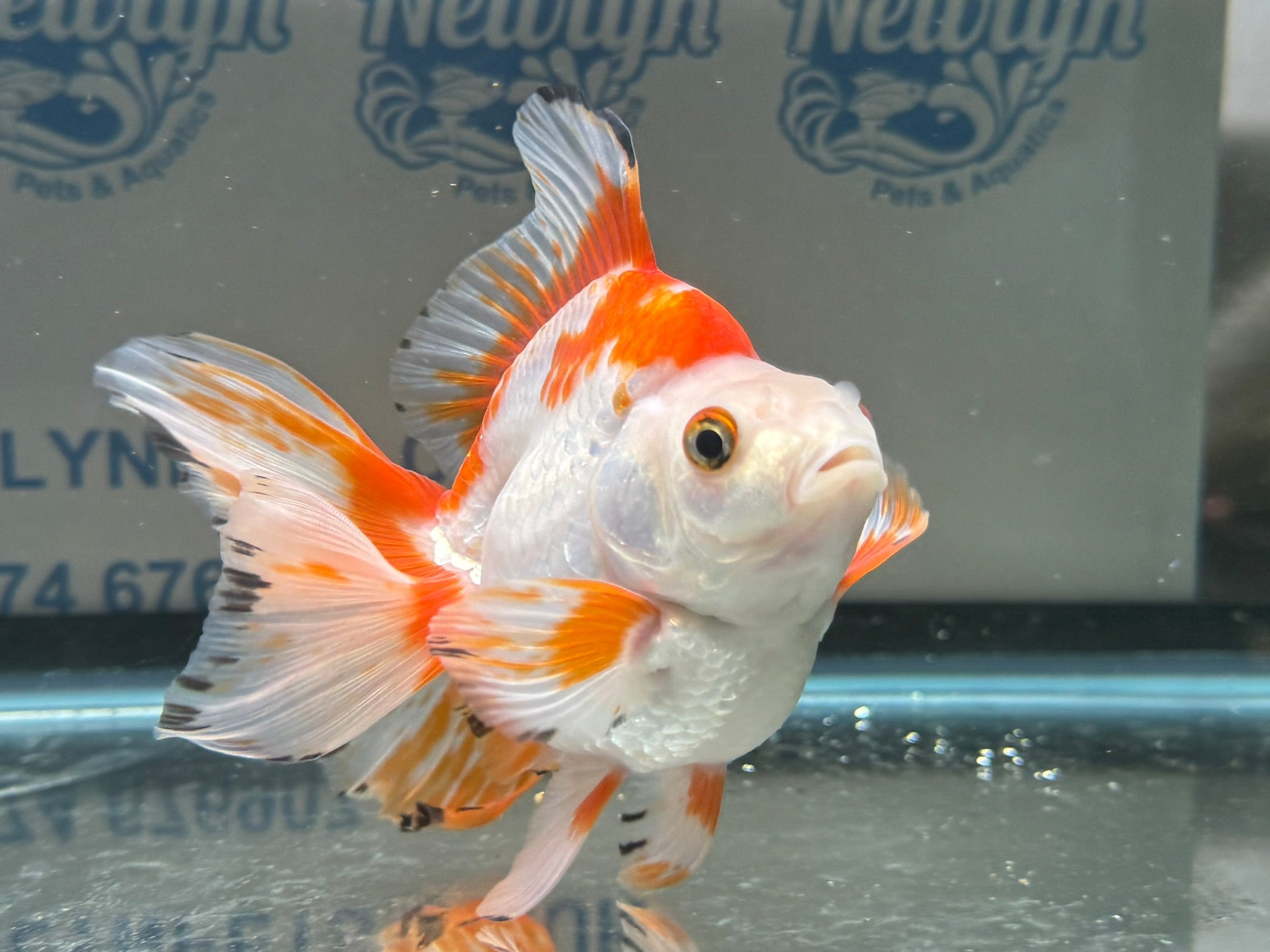 Short Tail Ryukin 13 - 14cm 3 (BF2) - Newlyn - pets - Newlyn - pets - 