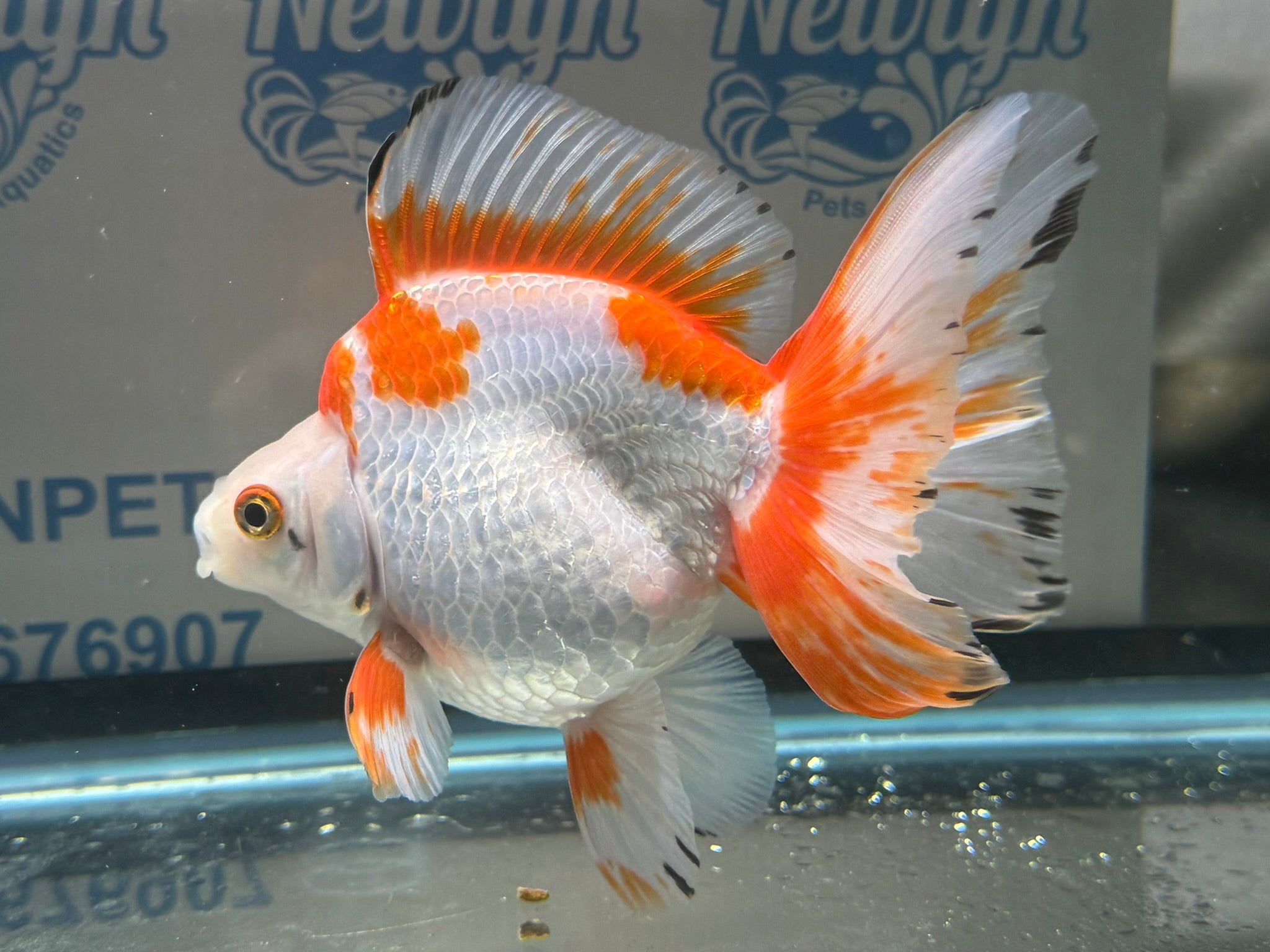 Short Tail Ryukin 13 - 14cm 3 (BF2) - Newlyn - pets - Newlyn - pets - 