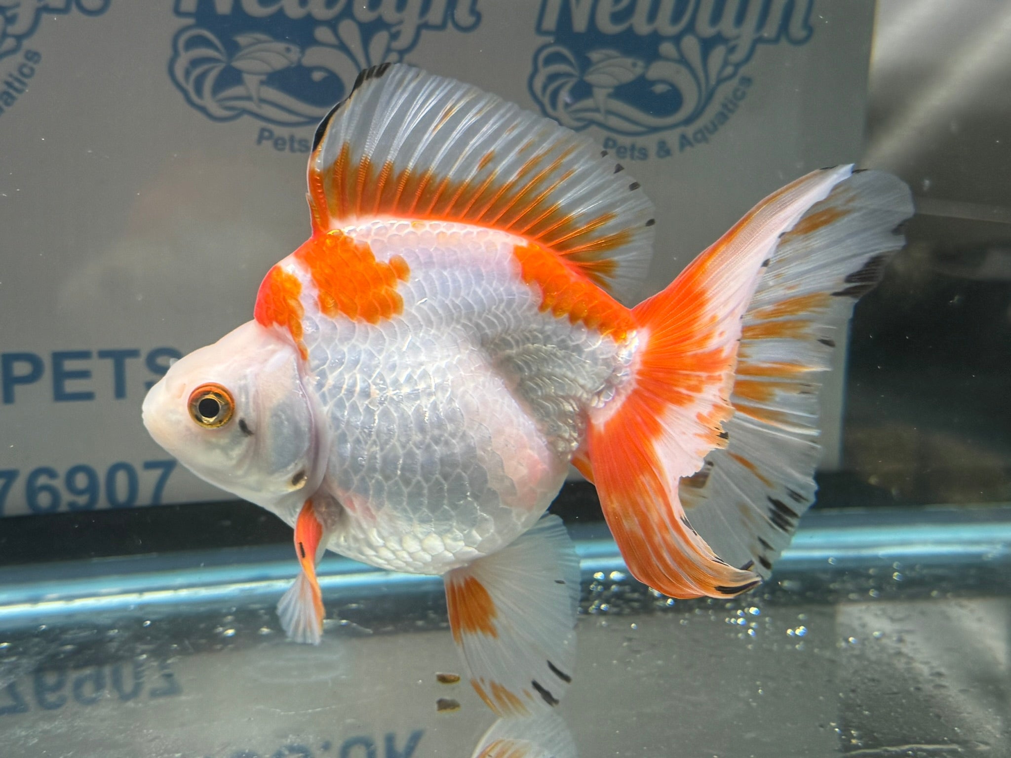 Short Tail Ryukin 13 - 14cm 3 (BF2) - Newlyn - pets - Newlyn - pets - 