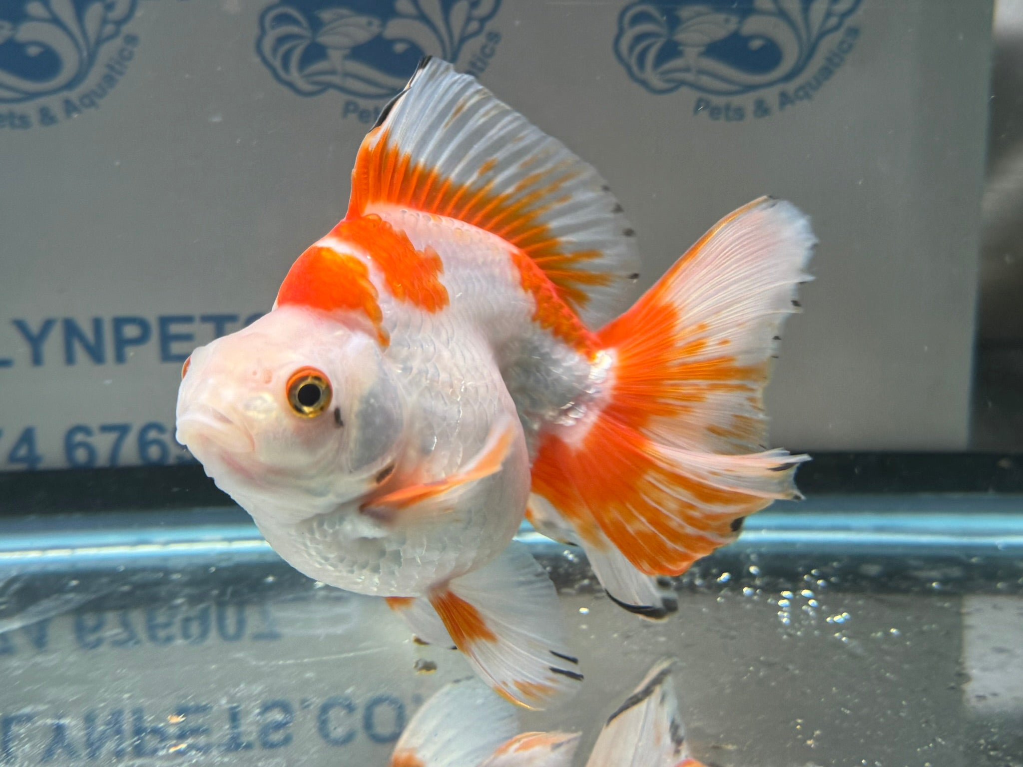 Short Tail Ryukin 13 - 14cm 3 (BF2) - Newlyn - pets - Newlyn - pets - 