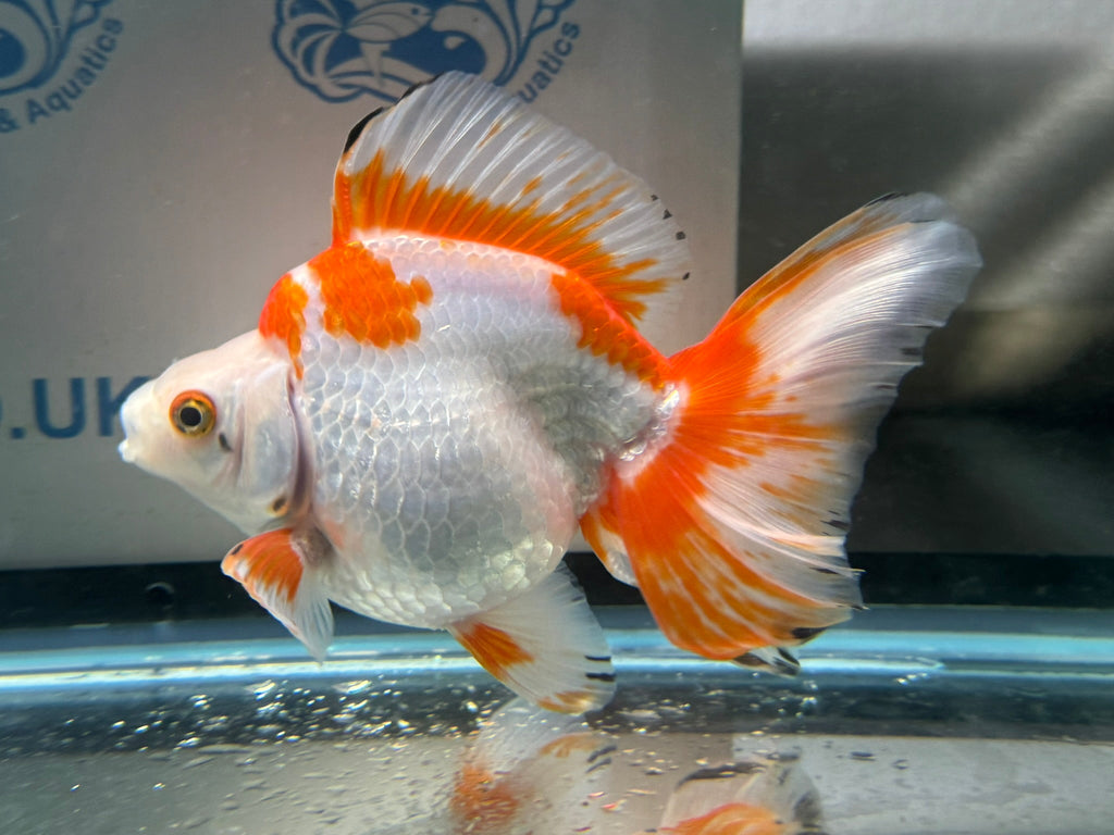 Short Tail Ryukin 13 - 14cm 3 (BF2) - Newlyn - pets - Newlyn - pets - 