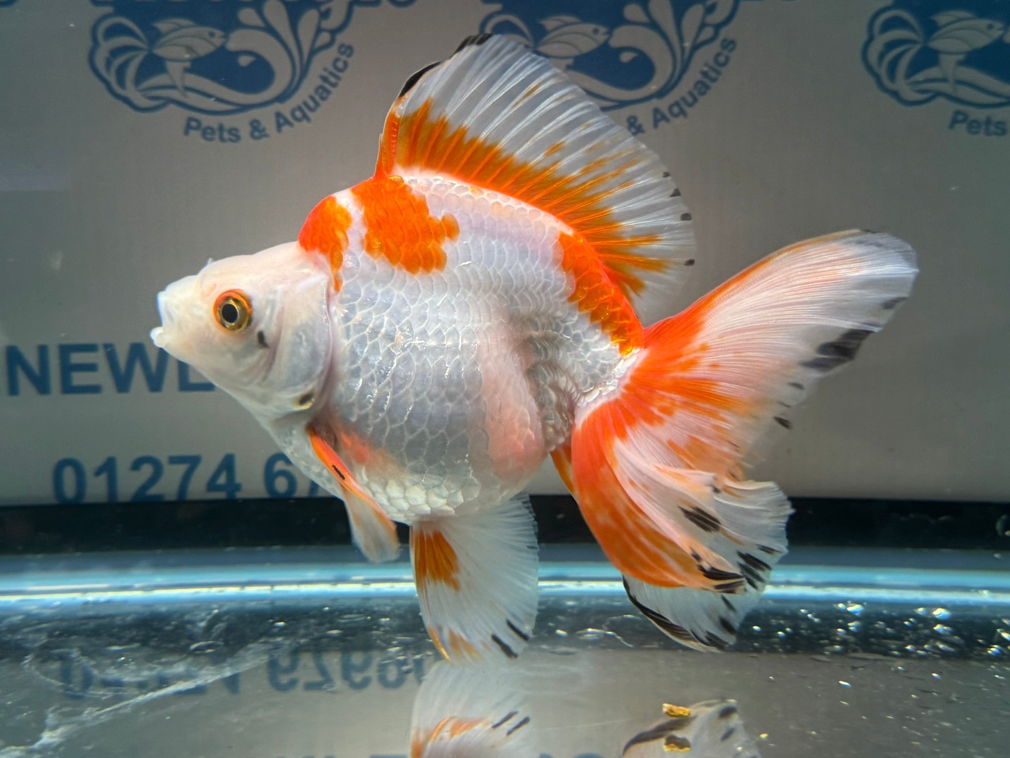 Short Tail Ryukin 13-14cm #3 (BF2) - Newlyn-pets - Newlyn-pets