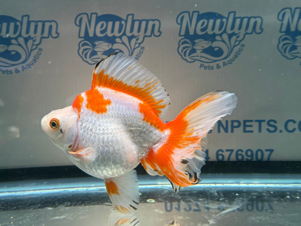 Short Tail Ryukin 13 - 14cm 3 (BF2) - Newlyn - pets - Newlyn - pets - 