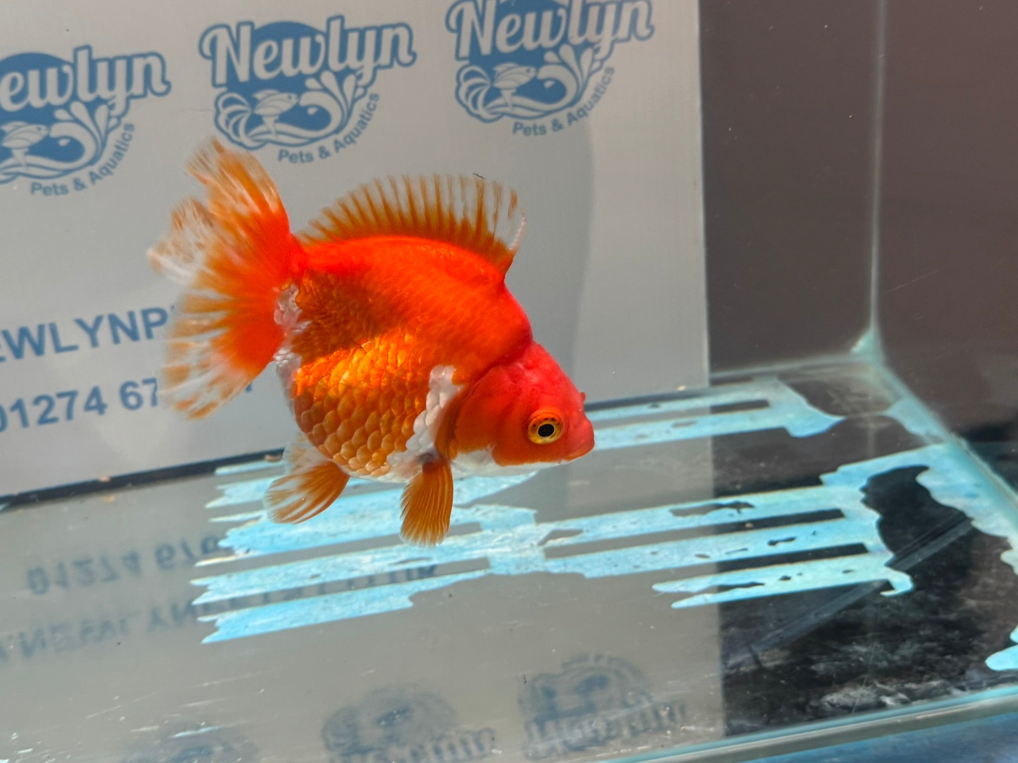 Short Tail Ryukin 14 - 15cm R1 Fancy Goldfish - Newlyn - pets - Newlyn - pets - 