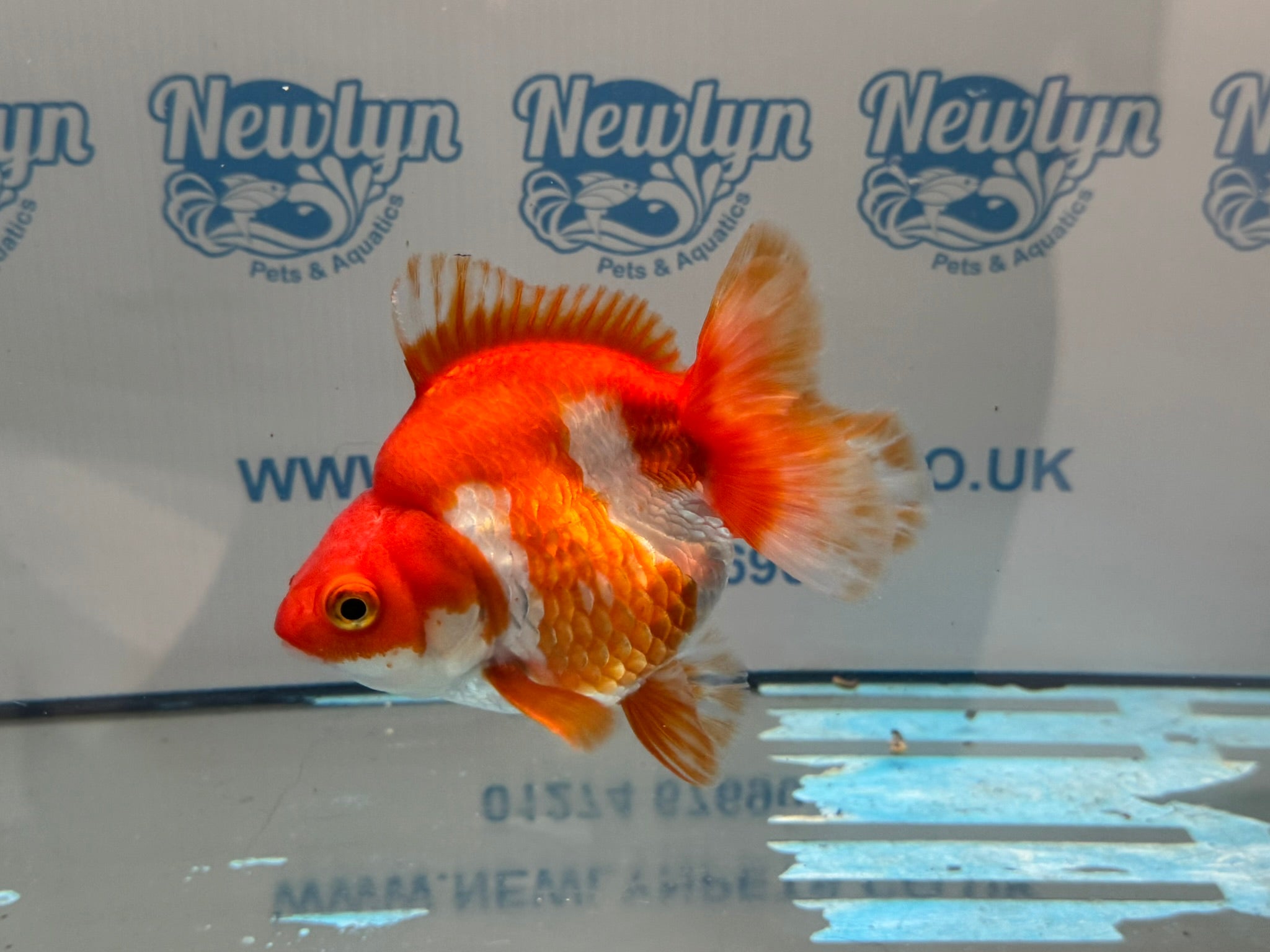 Short Tail Ryukin 14 - 15cm R1 Fancy Goldfish - Newlyn - pets - Newlyn - pets - 