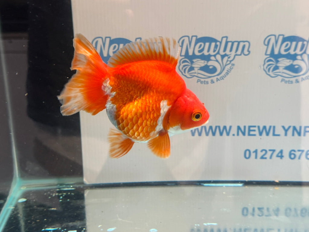 Short Tail Ryukin 14 - 15cm R1 Fancy Goldfish - Newlyn - pets - Newlyn - pets - 