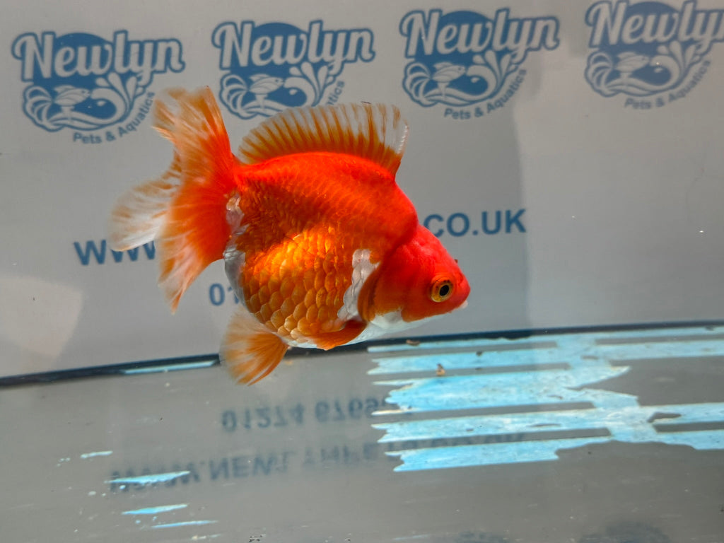 Short Tail Ryukin 14 - 15cm R1 Fancy Goldfish - Newlyn - pets - Newlyn - pets - 