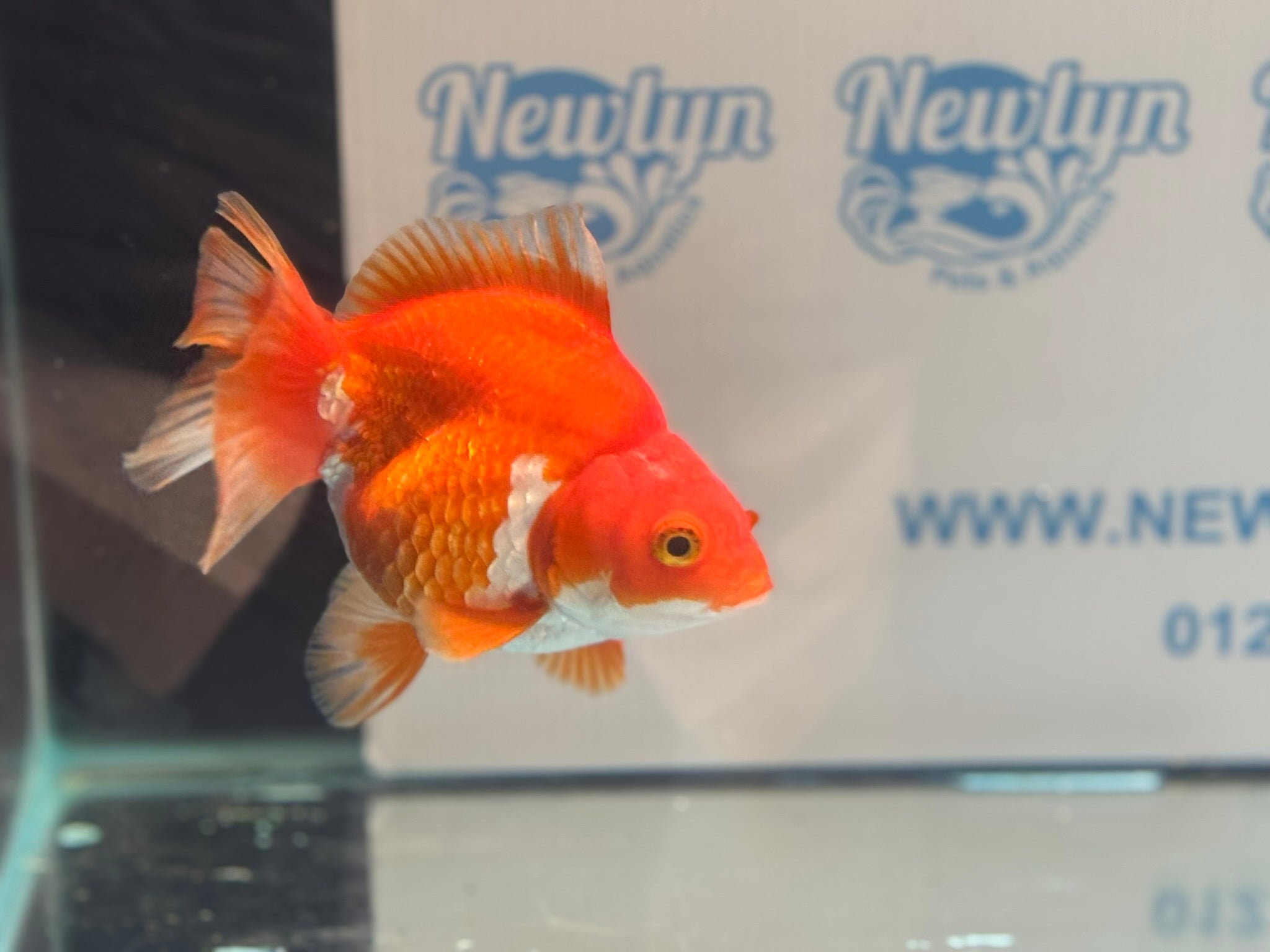 Short Tail Ryukin 14 - 15cm R1 Fancy Goldfish - Newlyn - pets - Newlyn - pets - 