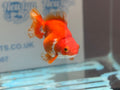 Short Tail Ryukin 14 - 15cm R1 Fancy Goldfish - Newlyn - pets - Newlyn - pets - 
