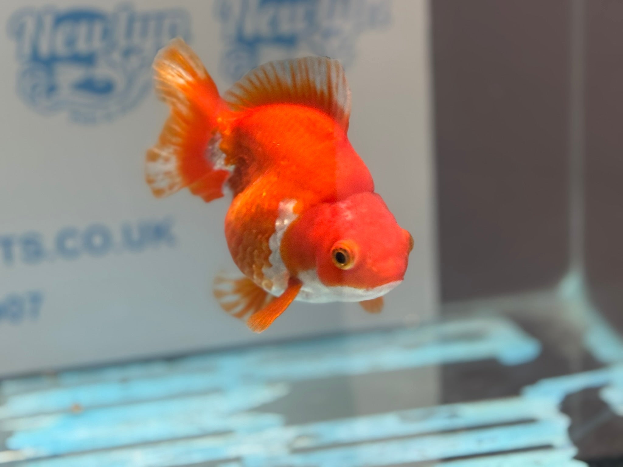 Short Tail Ryukin 14 - 15cm R1 Fancy Goldfish - Newlyn - pets - Newlyn - pets - 