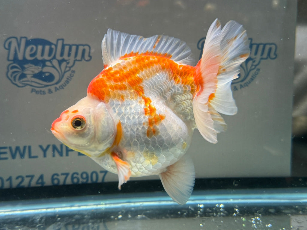 Short Tail Ryukin 14cm 7 - Newlyn - pets - Newlyn - pets - 