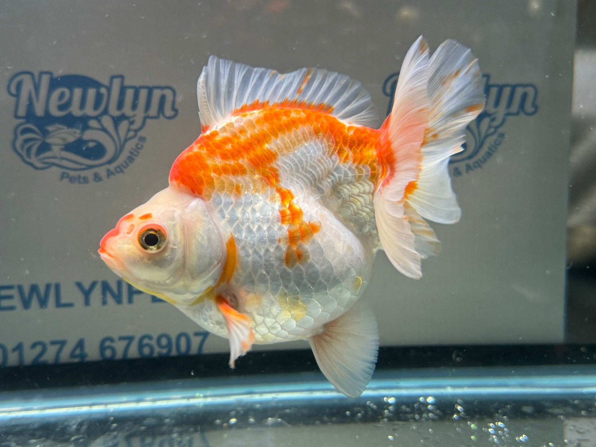 Short Tail Ryukin 14cm 7 - Newlyn - pets - Newlyn - pets - 