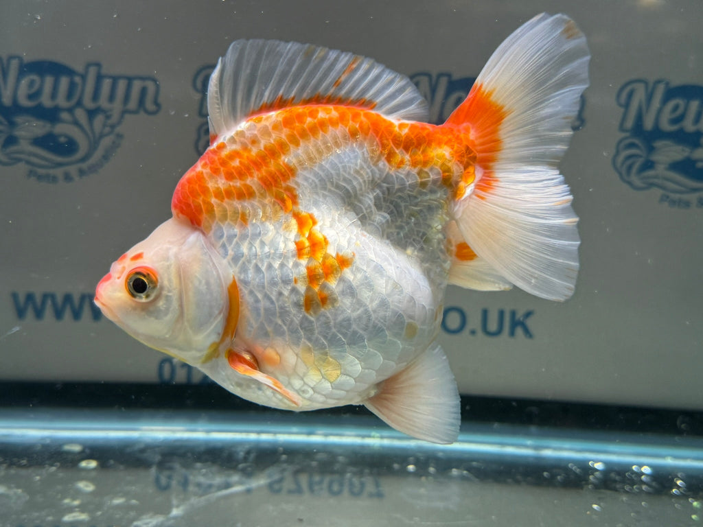 Short Tail Ryukin 14cm 7 - Newlyn - pets - Newlyn - pets - 