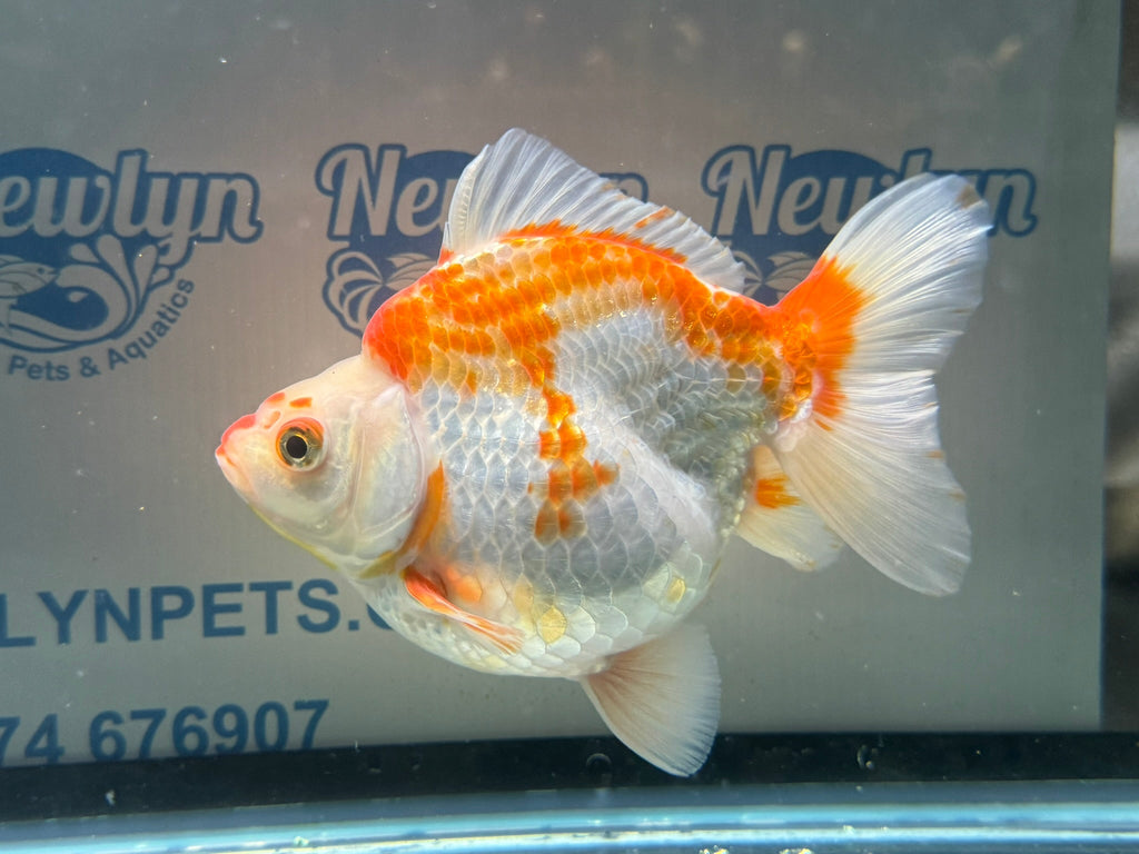 Short Tail Ryukin 14cm 7 - Newlyn - pets - Newlyn - pets - 