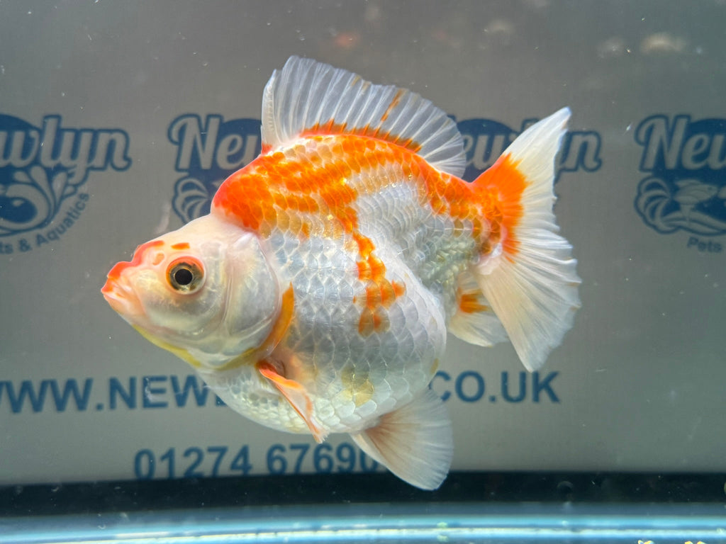 Short Tail Ryukin 14cm 7 - Newlyn - pets - Newlyn - pets - 