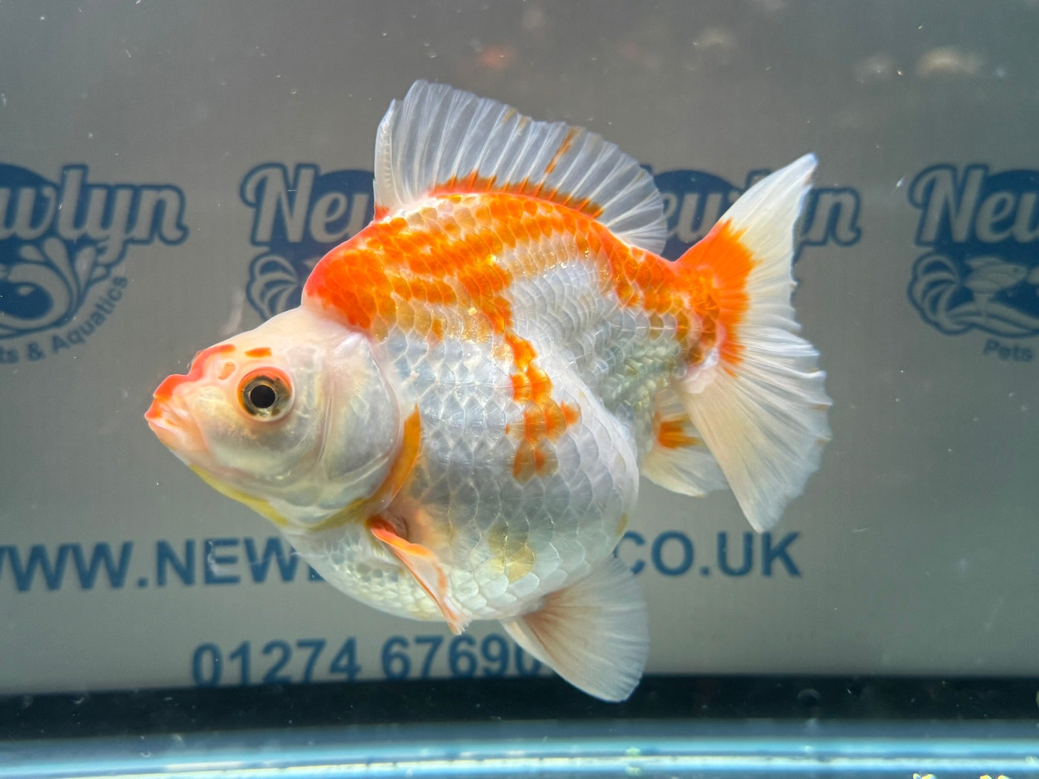 Short Tail Ryukin 14cm 7 - Newlyn - pets - Newlyn - pets - 