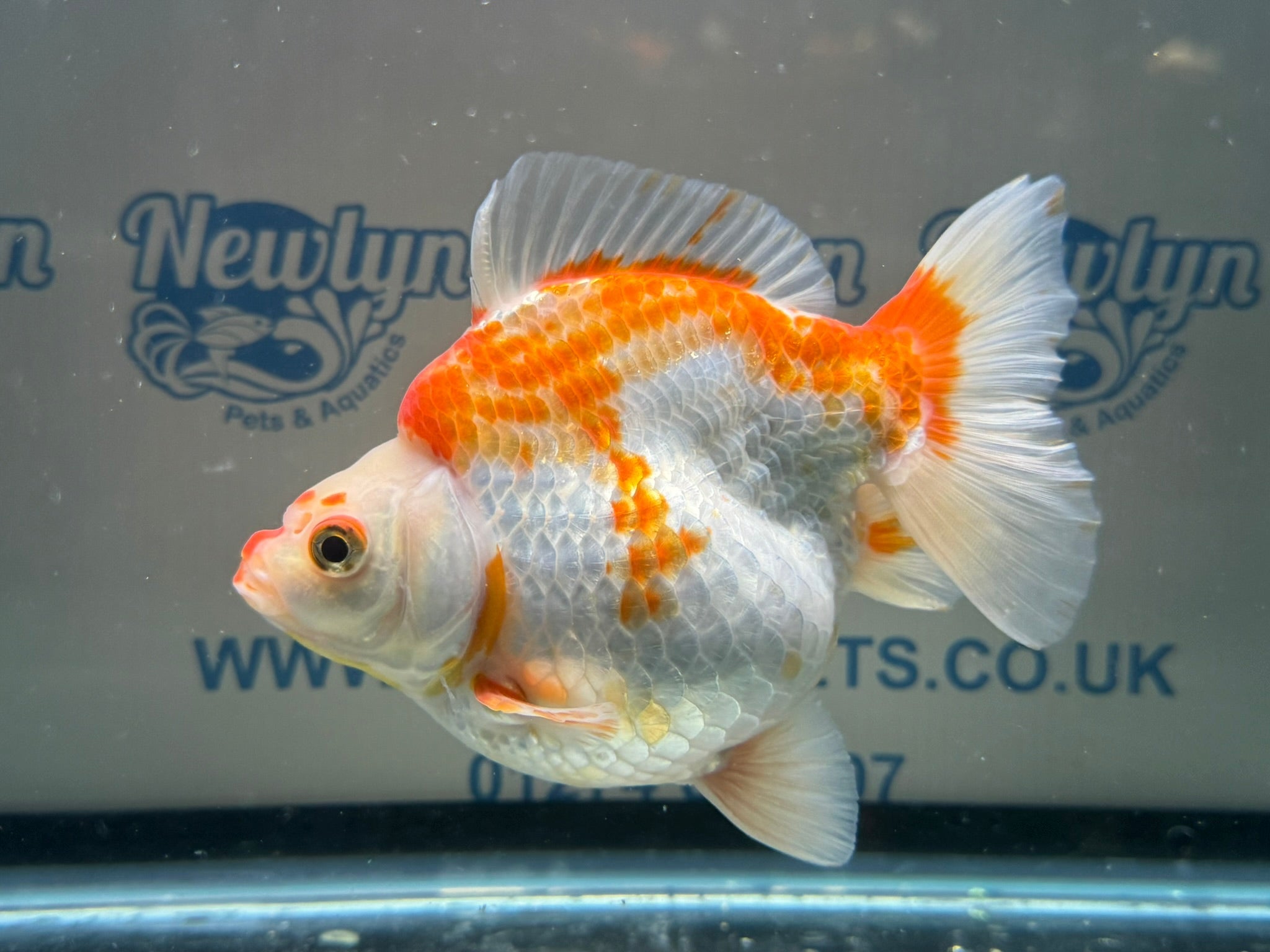 Short Tail Ryukin 14cm 7 - Newlyn - pets - Newlyn - pets - 