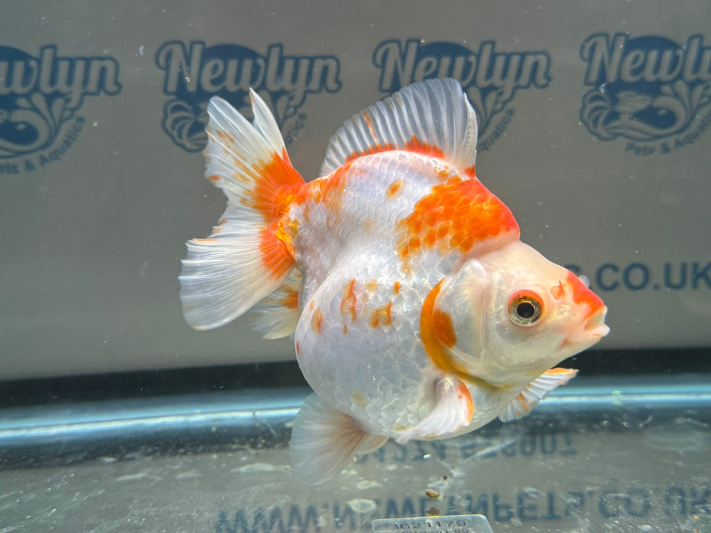 Short Tail Ryukin 14cm 7 - Newlyn - pets - Newlyn - pets - 