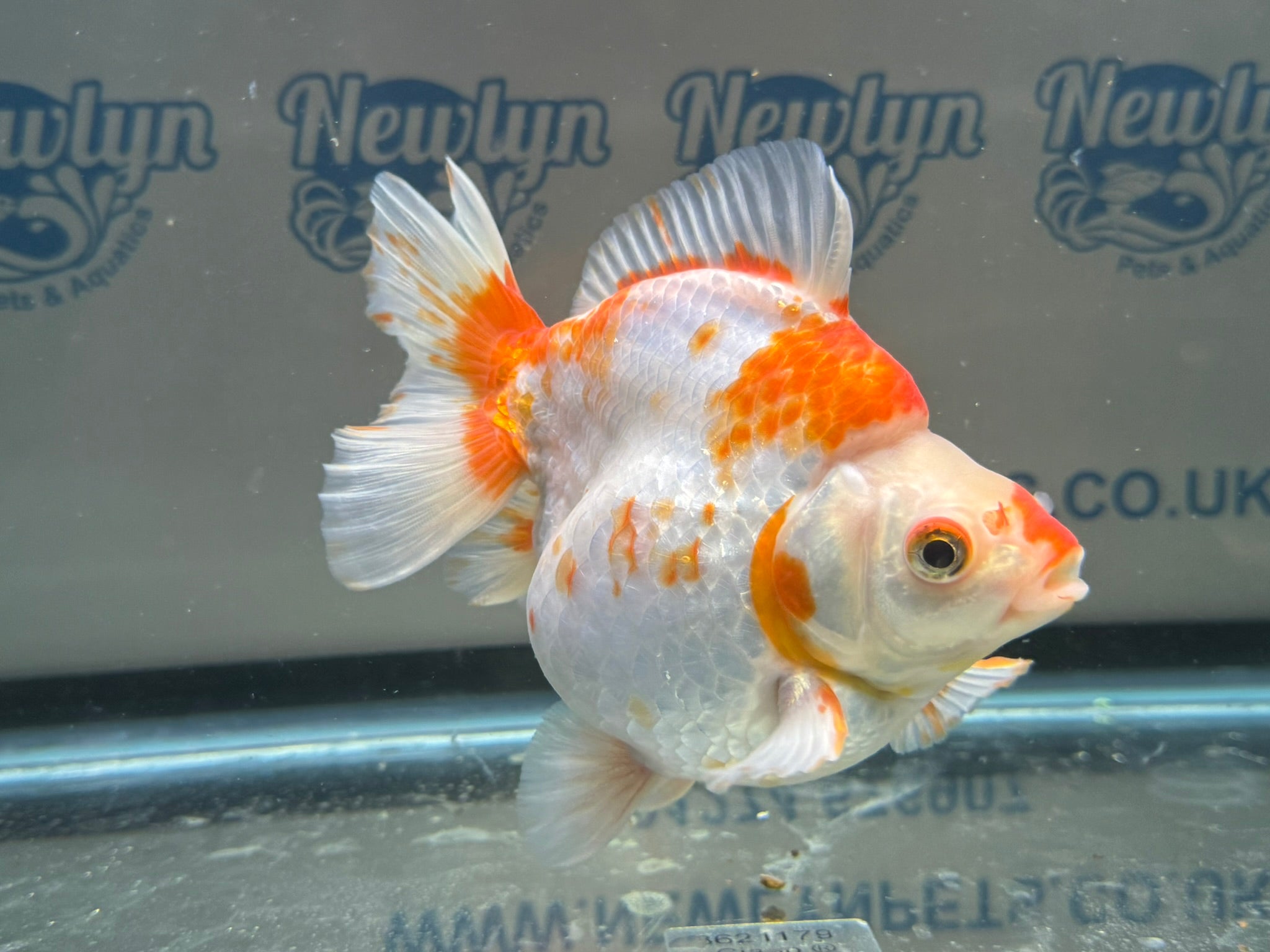 Short Tail Ryukin 14cm 7 - Newlyn - pets - Newlyn - pets - 