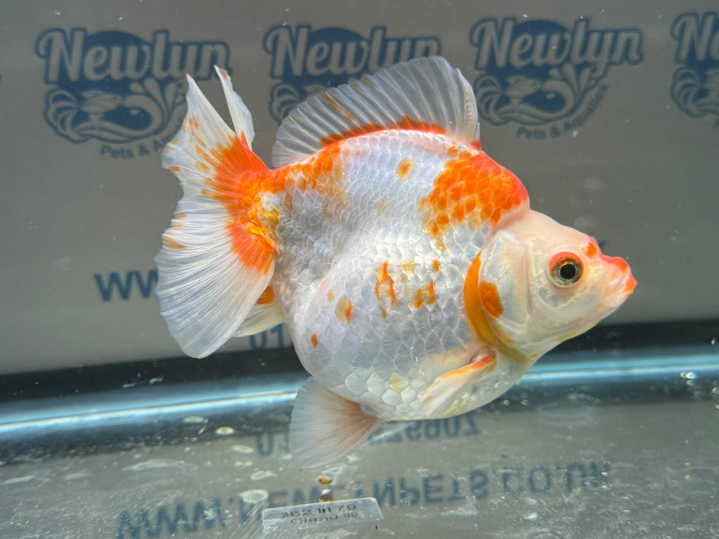 Short Tail Ryukin 14cm 7 - Newlyn - pets - Newlyn - pets - 