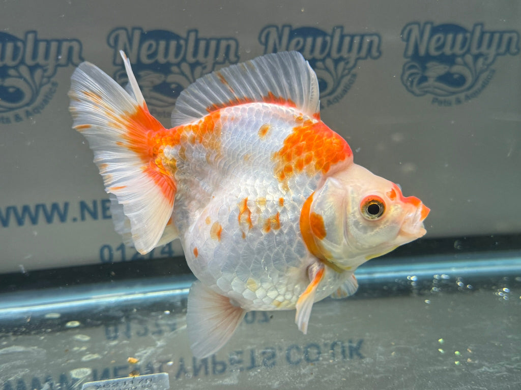 Short Tail Ryukin 14cm 7 - Newlyn - pets - Newlyn - pets - 