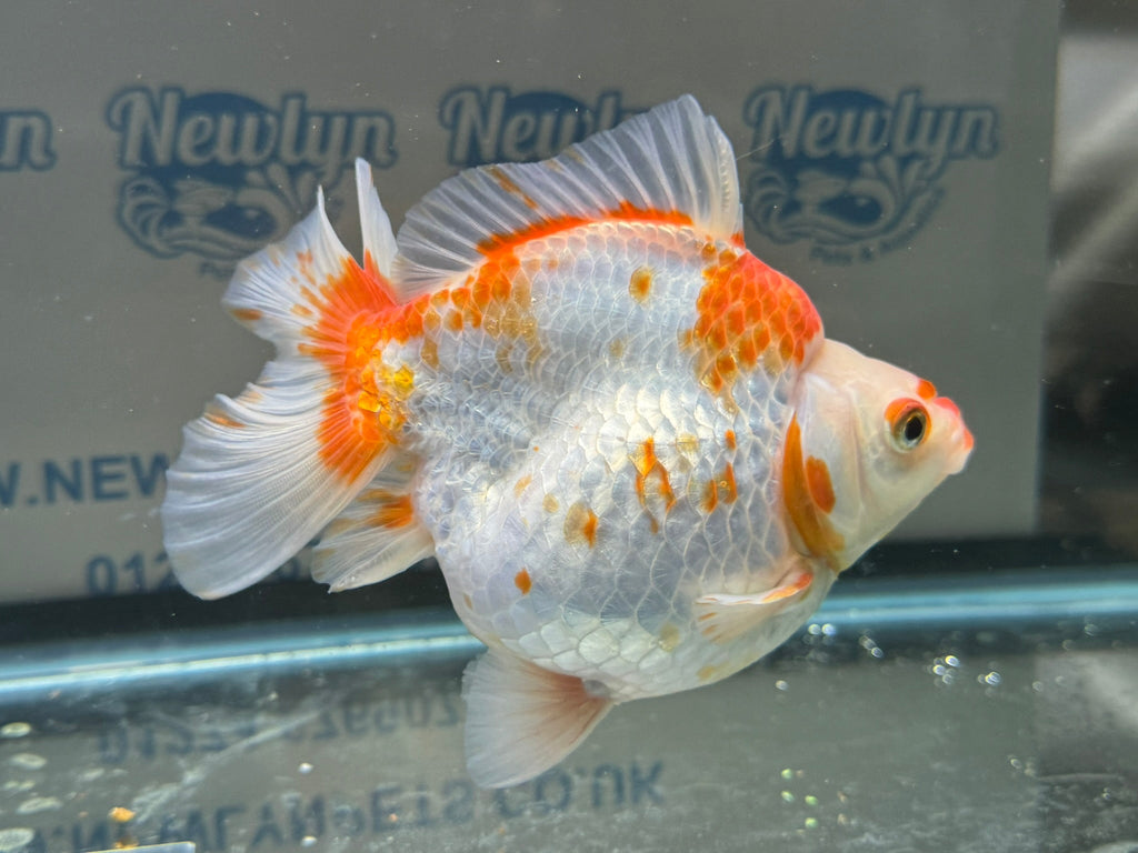 Short Tail Ryukin 14cm 7 - Newlyn - pets - Newlyn - pets - 