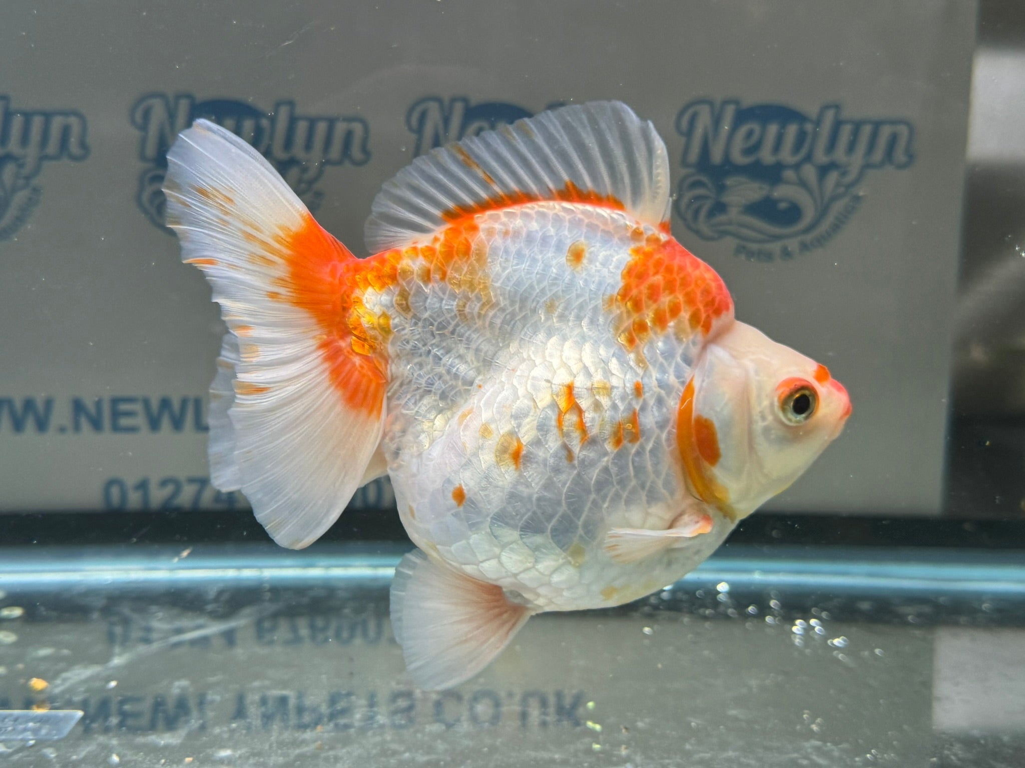 Short Tail Ryukin 14cm 7 - Newlyn - pets - Newlyn - pets - 