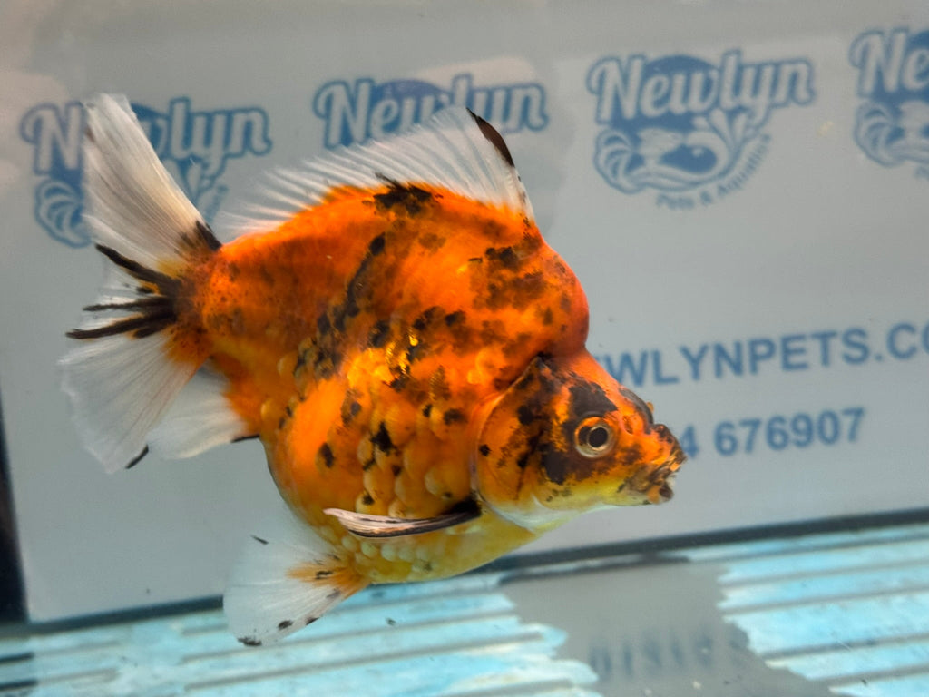 Short Tail Ryukin 14cm Ry5 - Newlyn-pets - Newlyn-pets - 