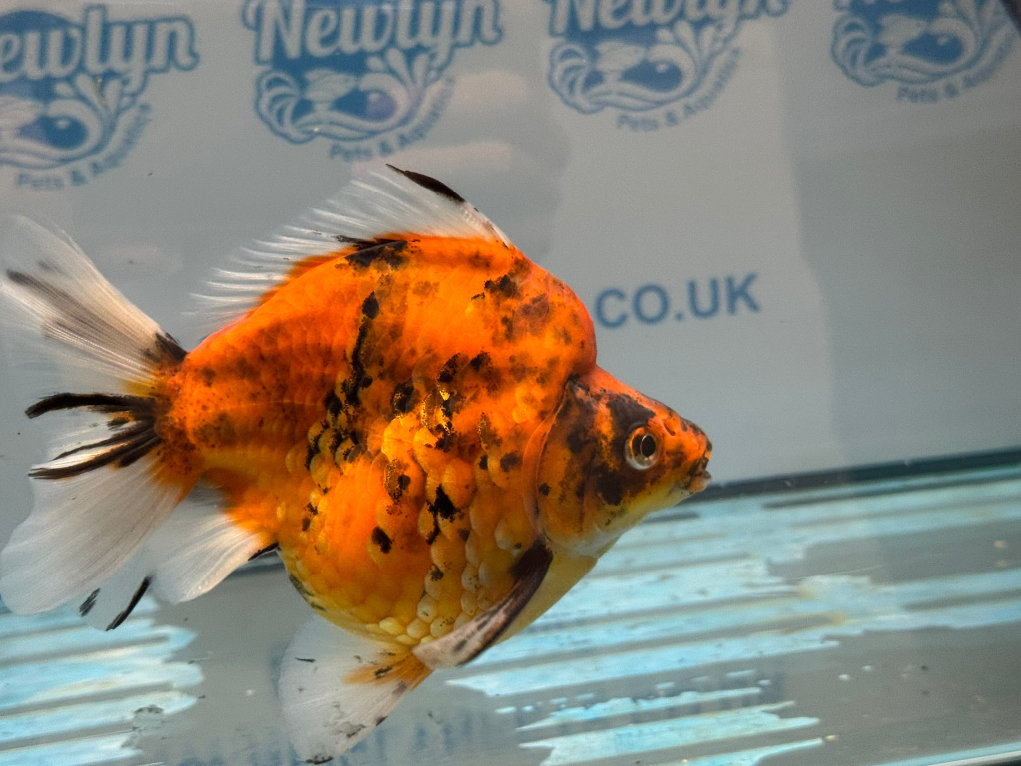 Short Tail Ryukin 14cm Ry5 - Newlyn-pets - Newlyn-pets - 