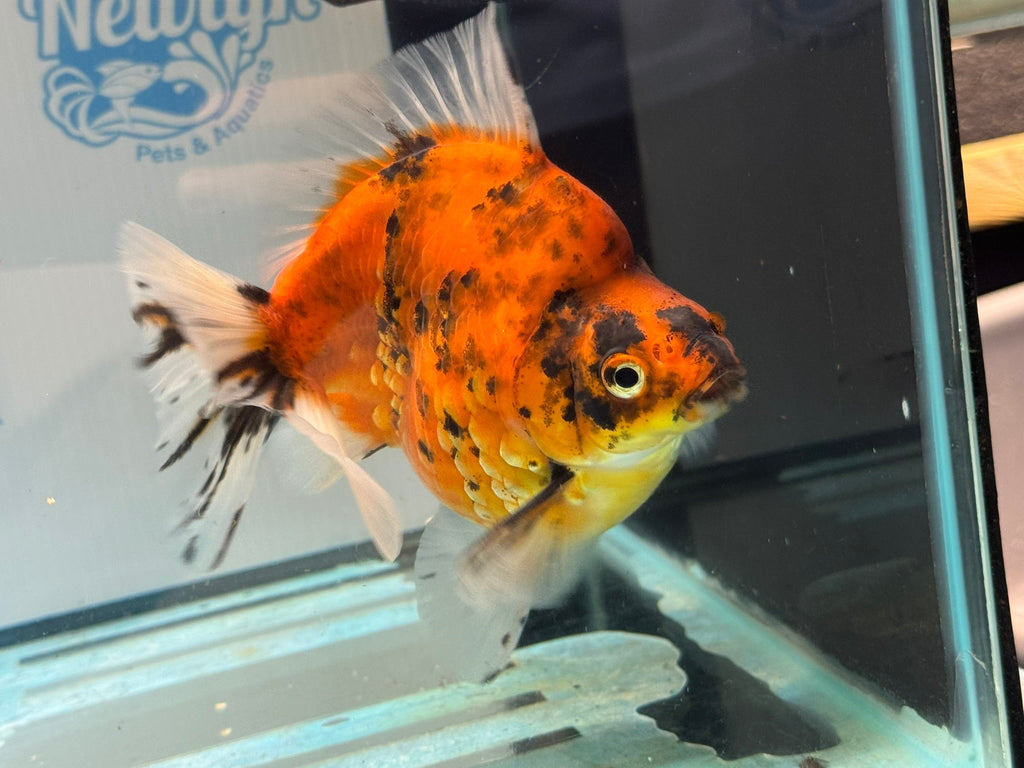 Short Tail Ryukin 14cm Ry5 - Newlyn-pets - Newlyn-pets - 